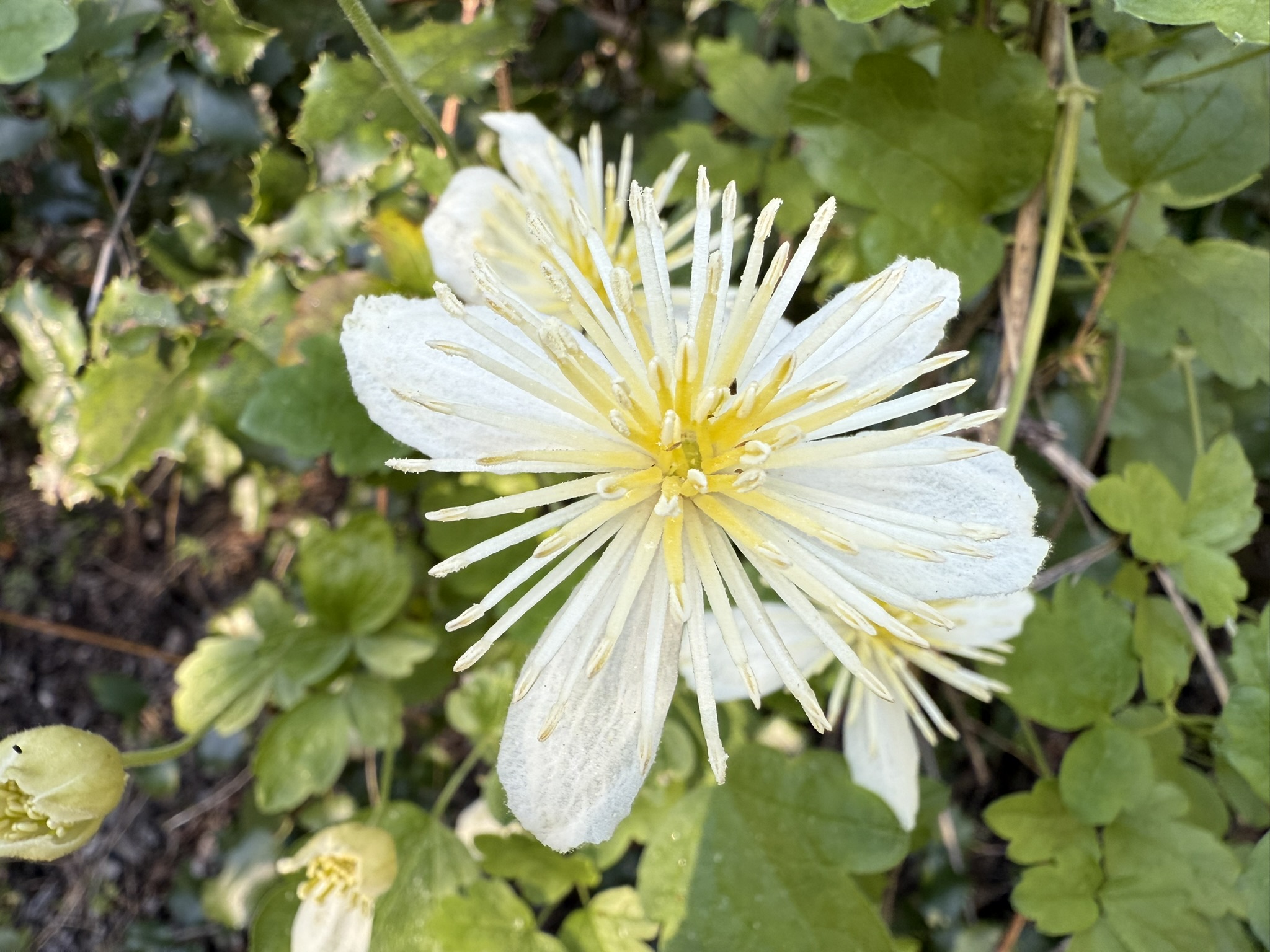Pinnacles National Park