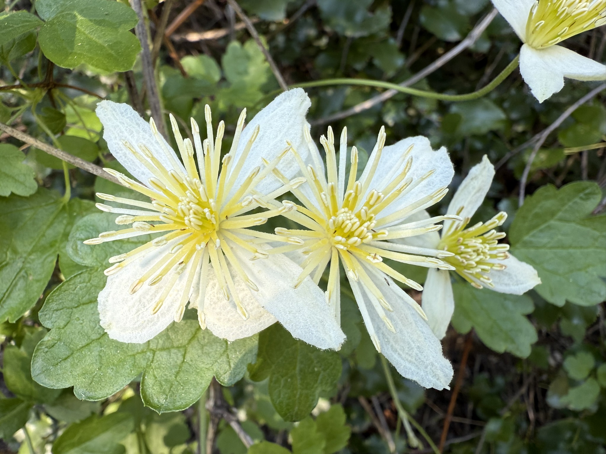 Pinnacles National Park