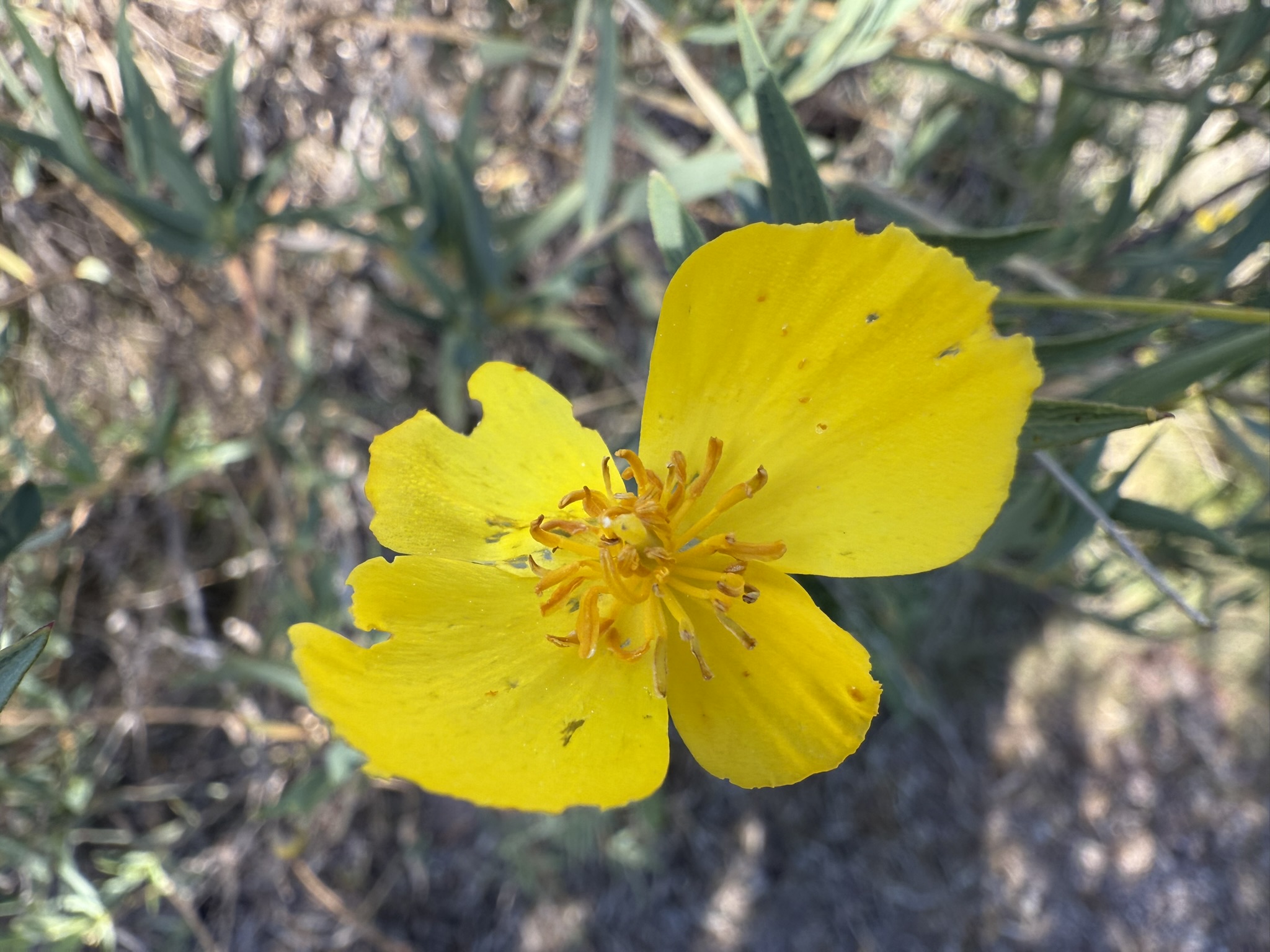 Pinnacles National Park