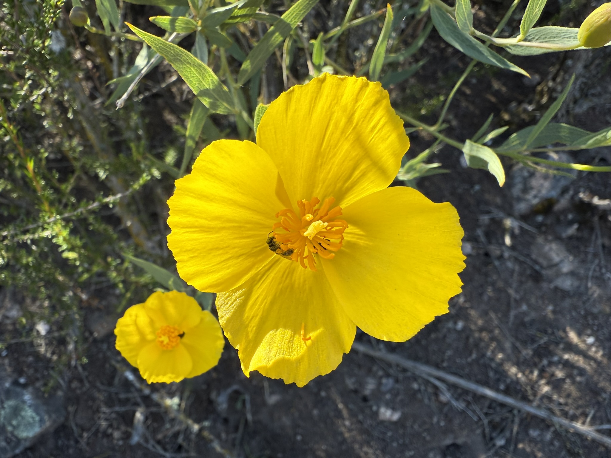 Pinnacles National Park