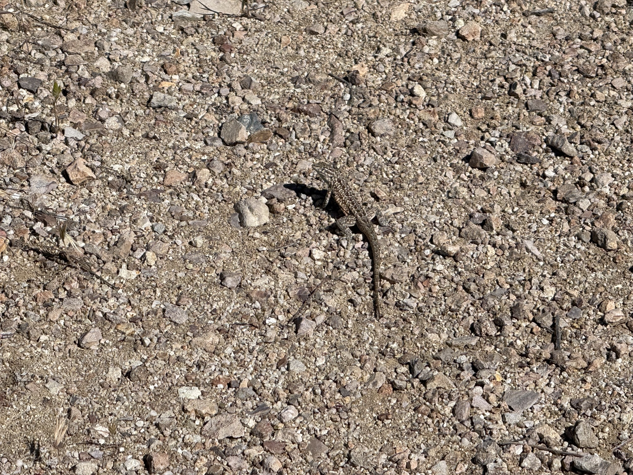 Pinnacles National Park