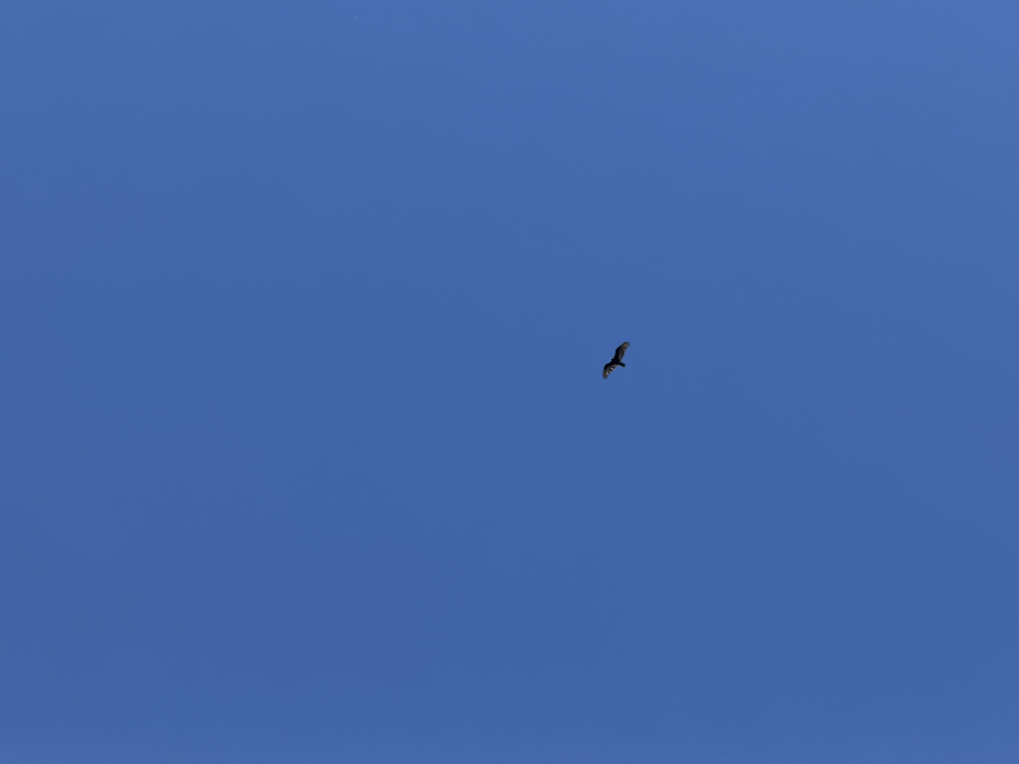 Pinnacles National Park