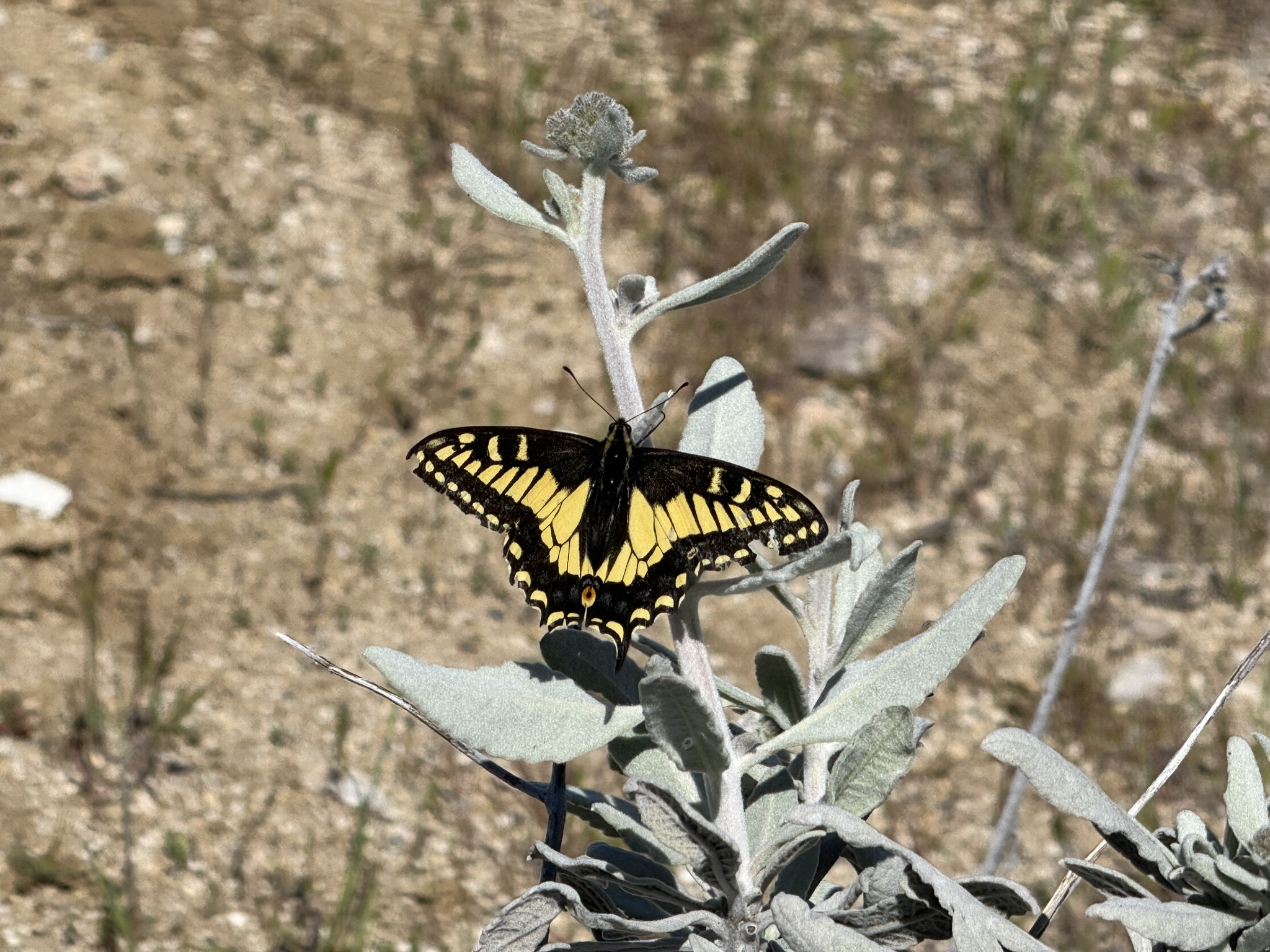 Pinnacles National Park