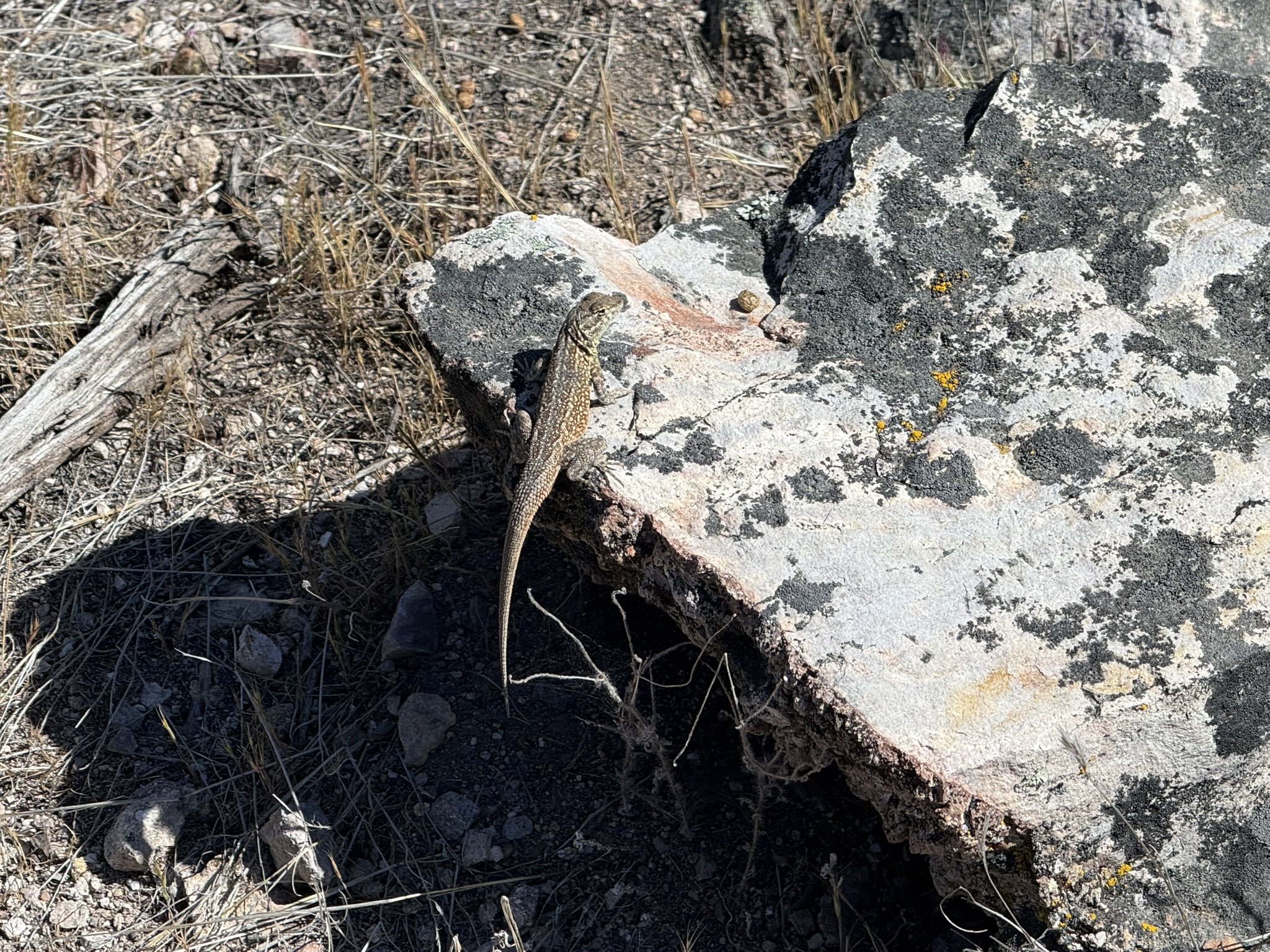 Pinnacles National Park