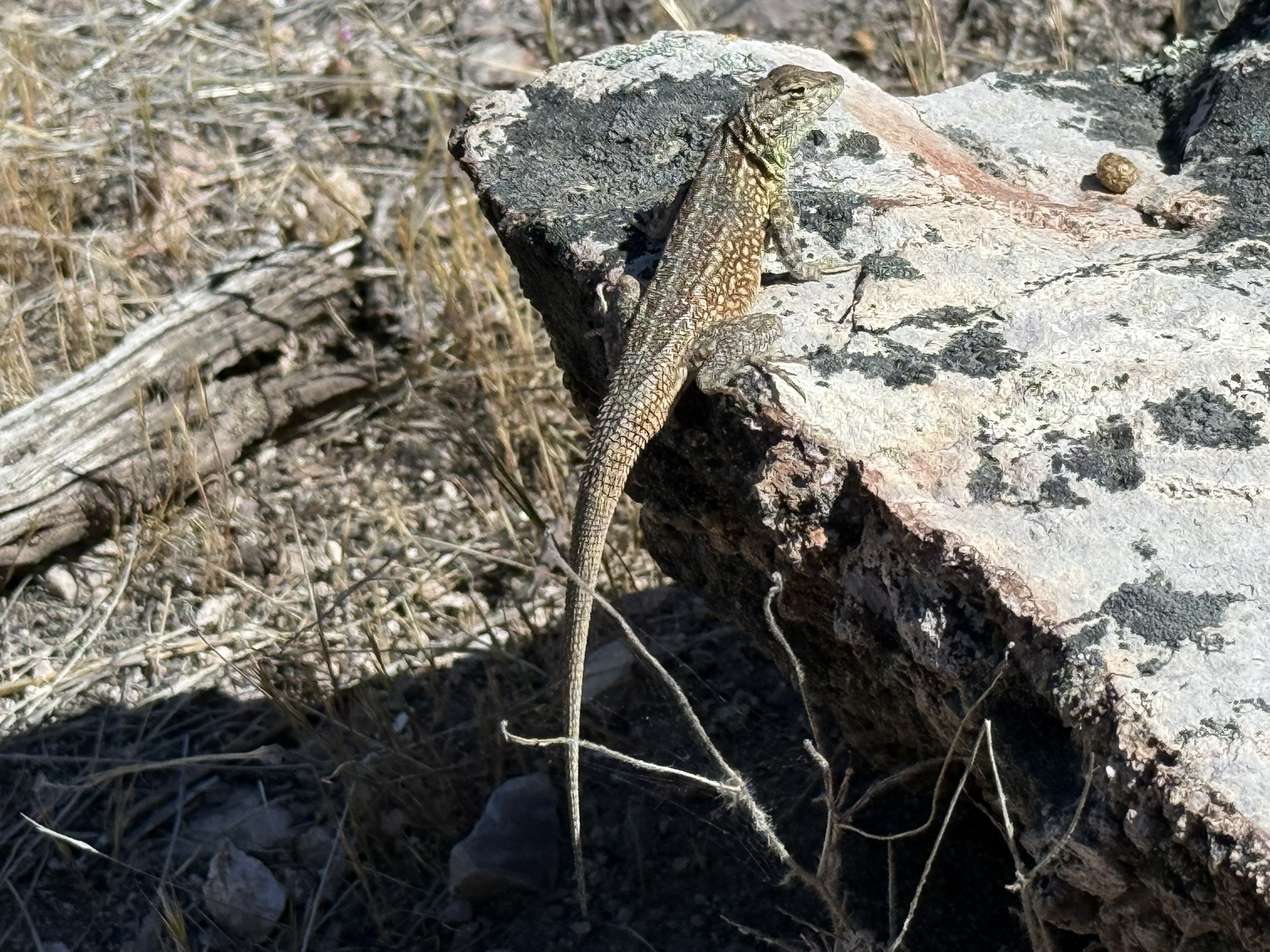 Pinnacles National Park