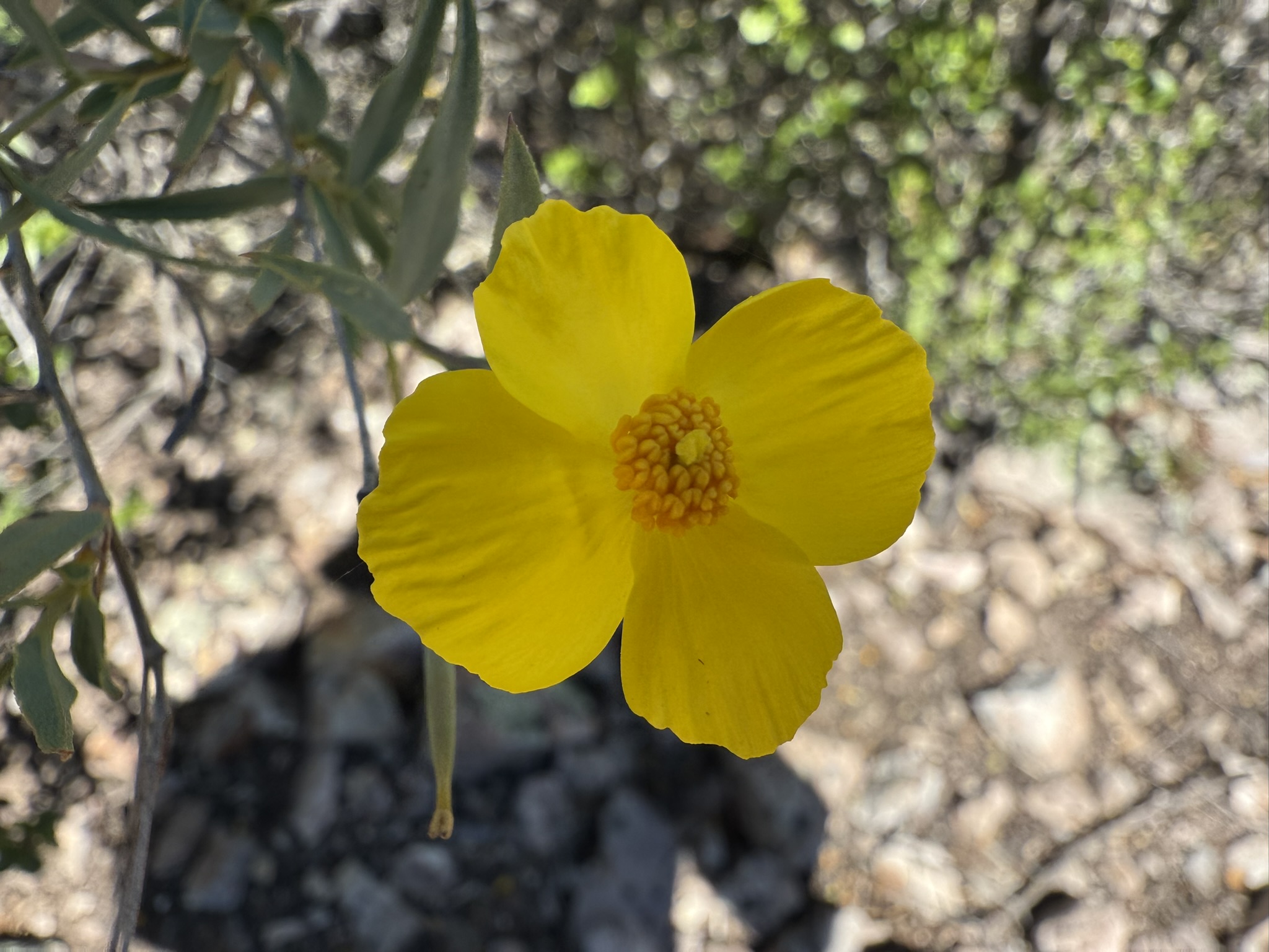 Pinnacles National Park