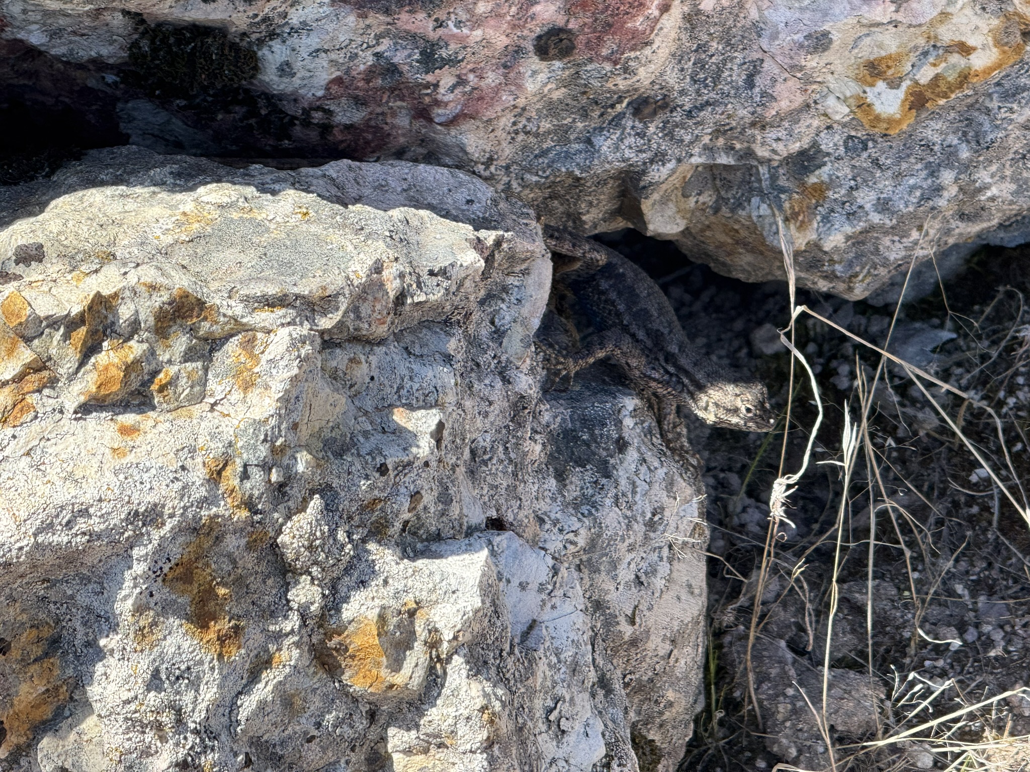 Pinnacles National Park
