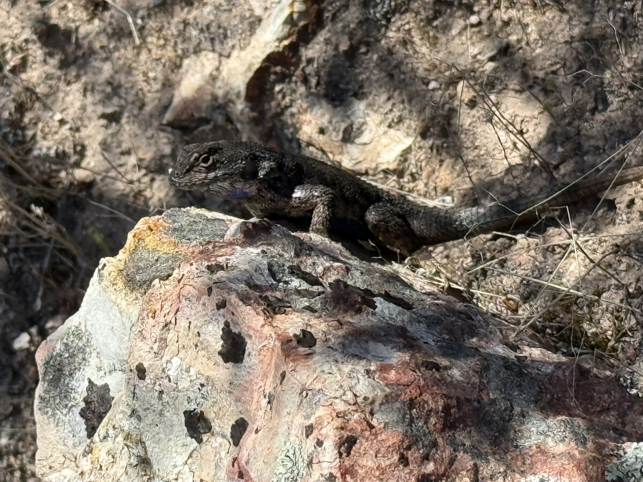 Pinnacles National Park