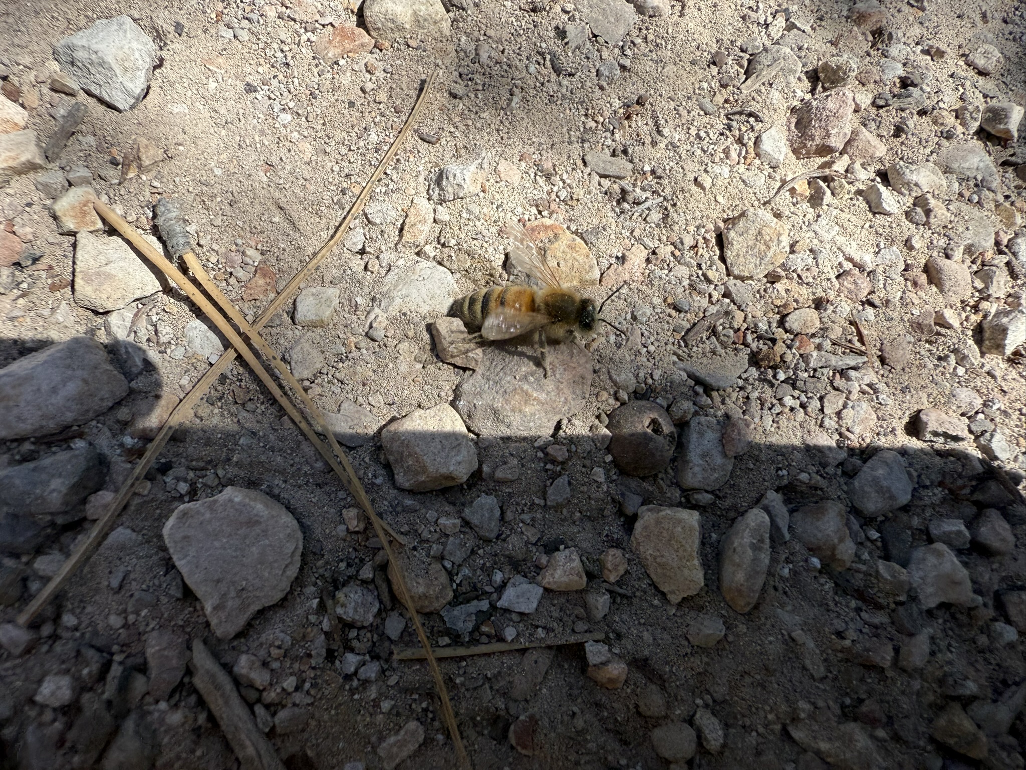 Pinnacles National Park