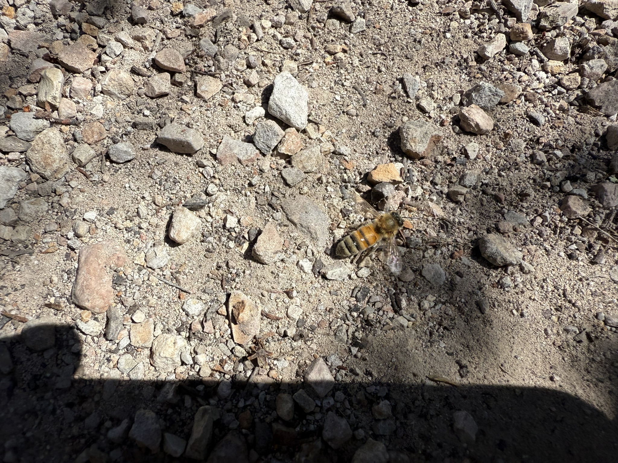 Pinnacles National Park