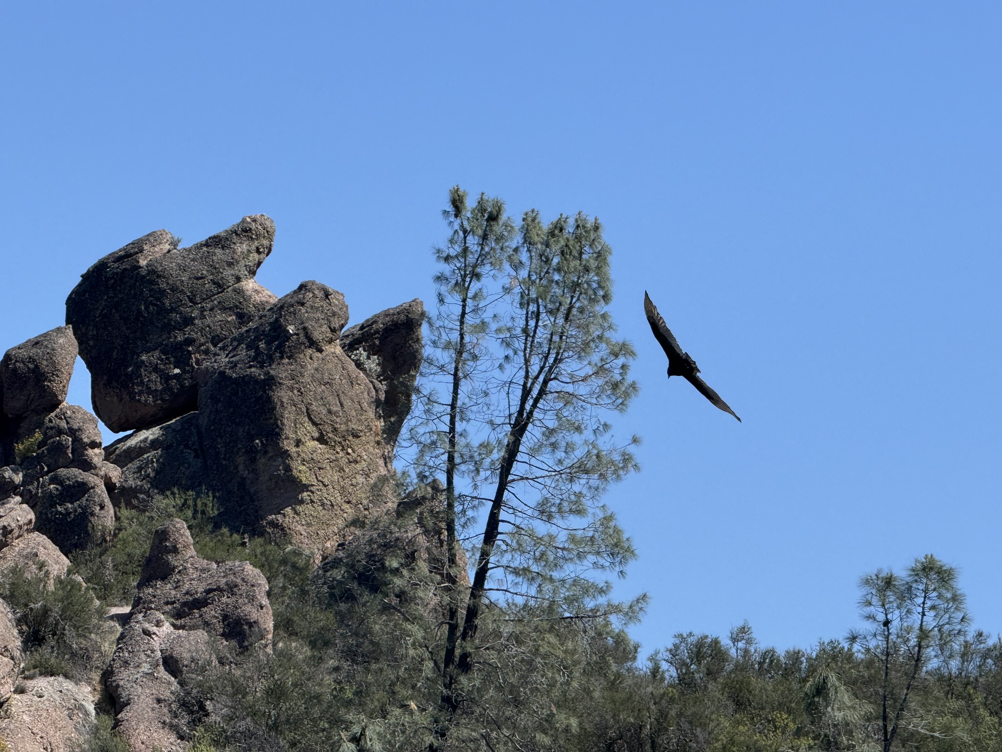 Pinnacles National Park