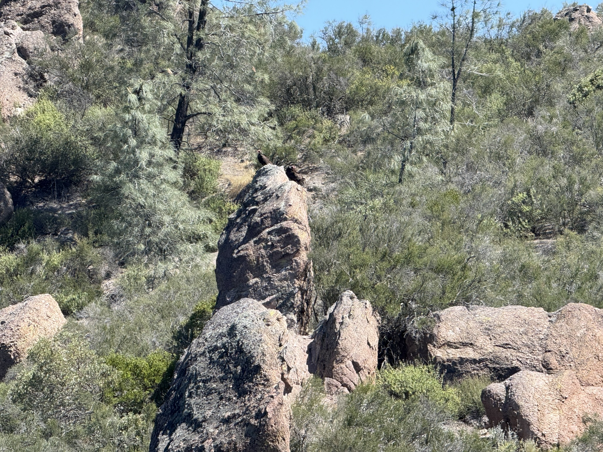 Pinnacles National Park