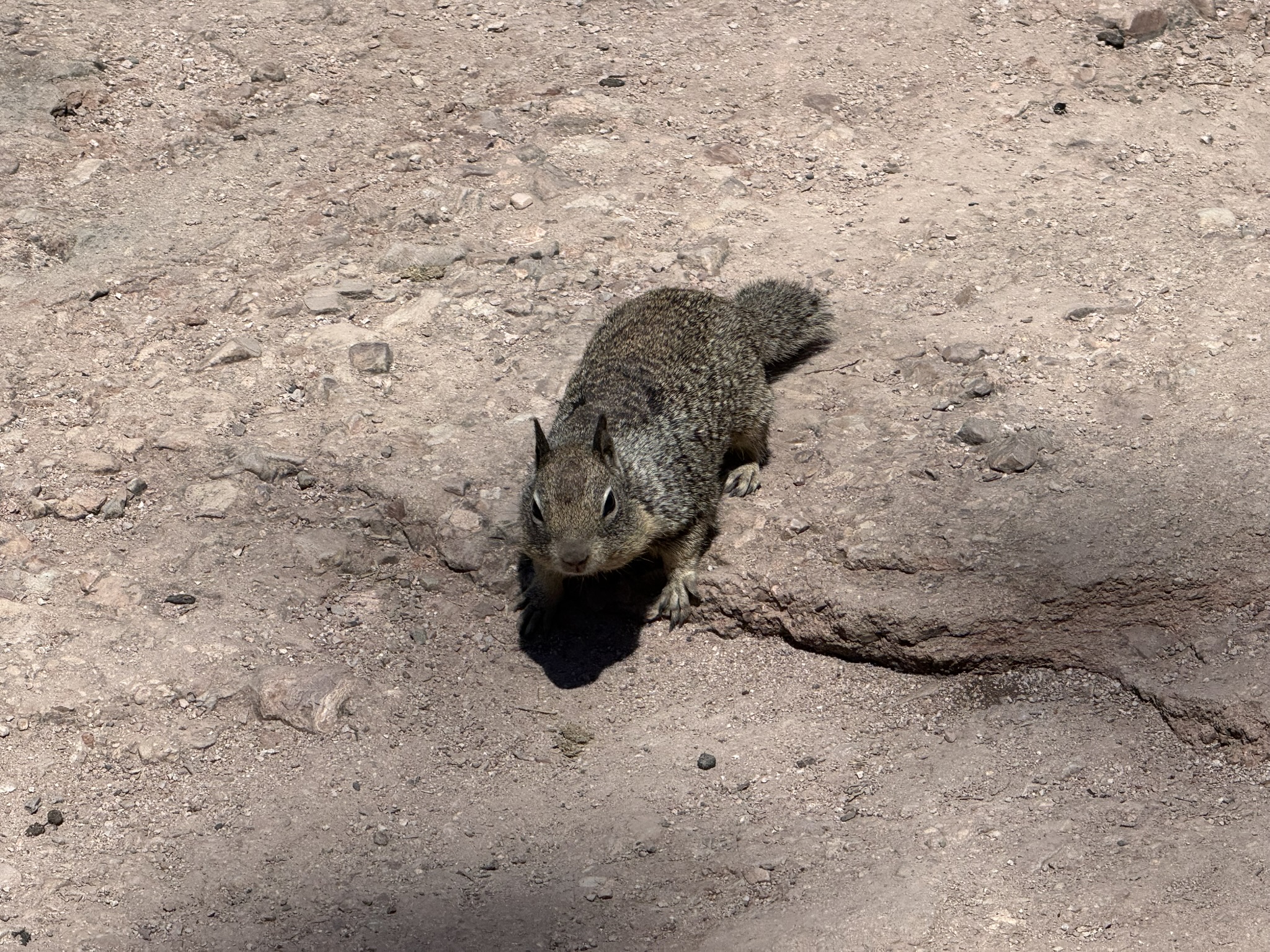 Pinnacles National Park