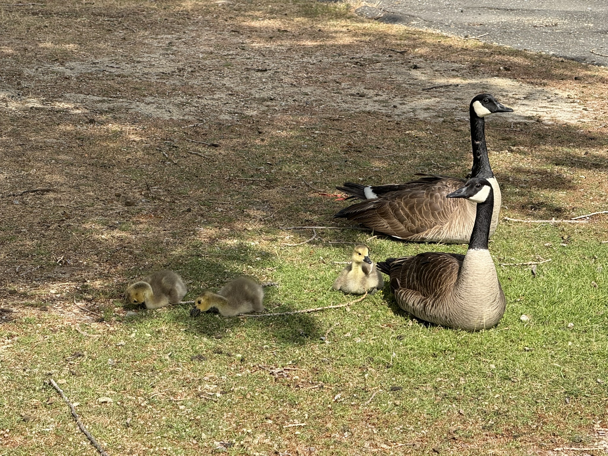 Martin Luther King Jr. Regional Shoreline