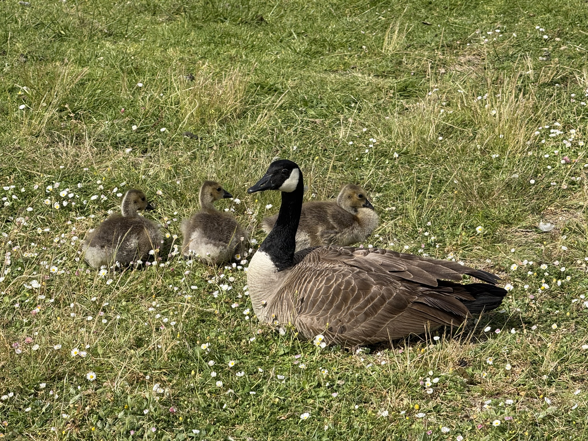 Martin Luther King Jr. Regional Shoreline