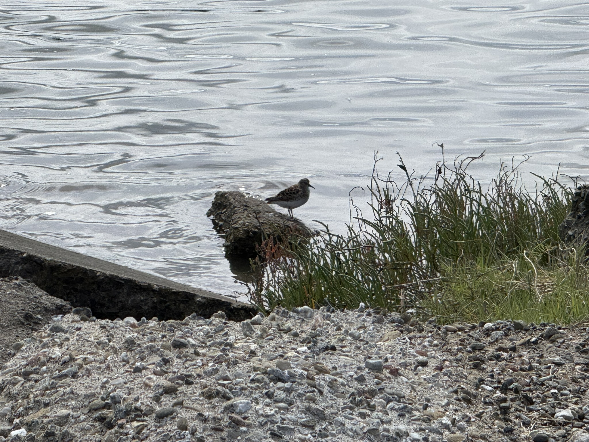 Martin Luther King Jr. Regional Shoreline