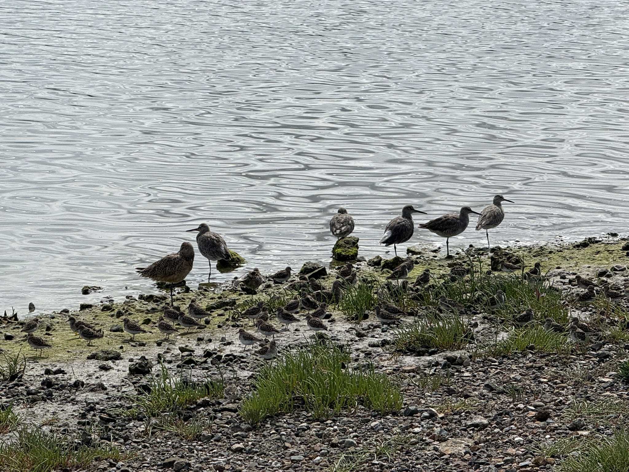 Martin Luther King Jr. Regional Shoreline