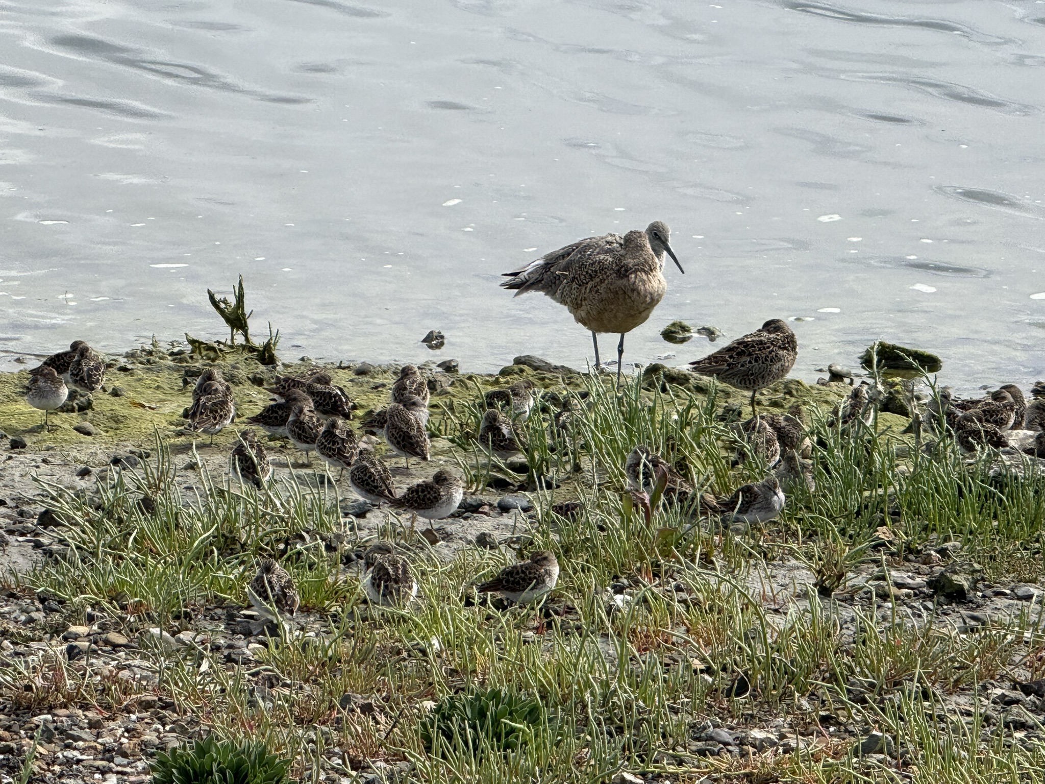 Martin Luther King Jr. Regional Shoreline