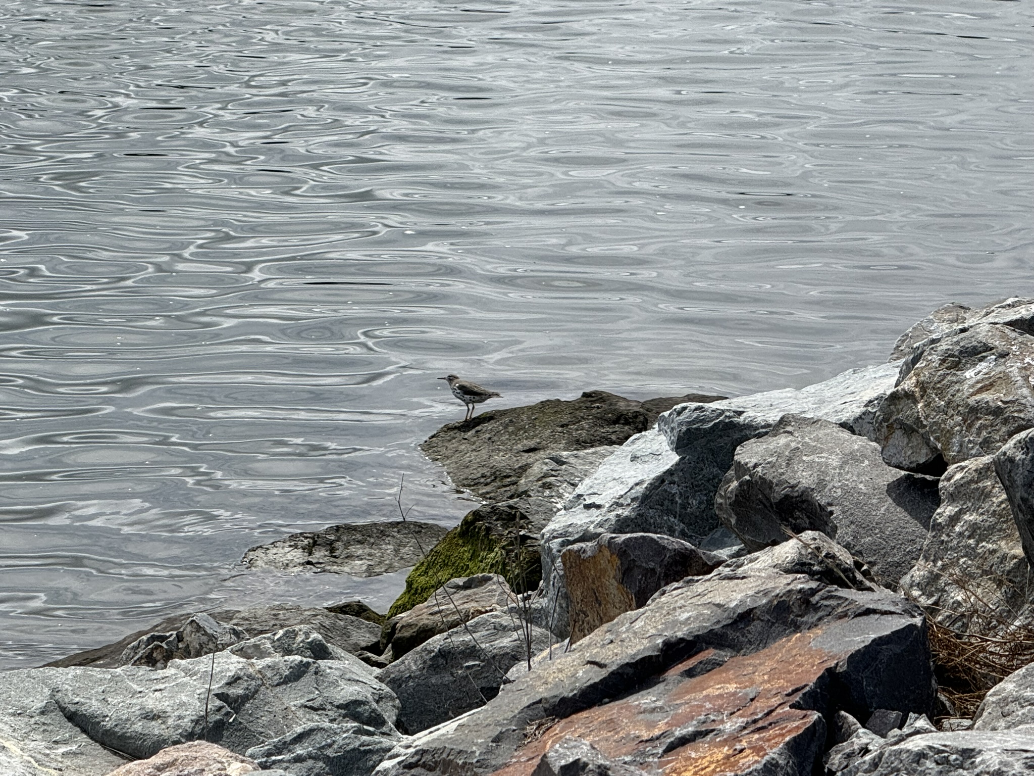 Martin Luther King Jr. Regional Shoreline