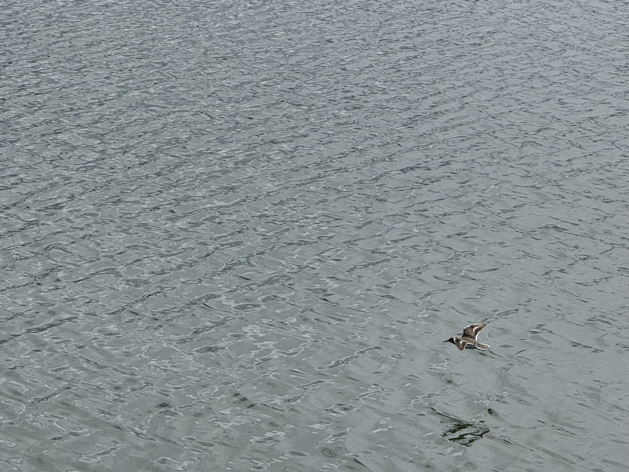 Martin Luther King Jr. Regional Shoreline