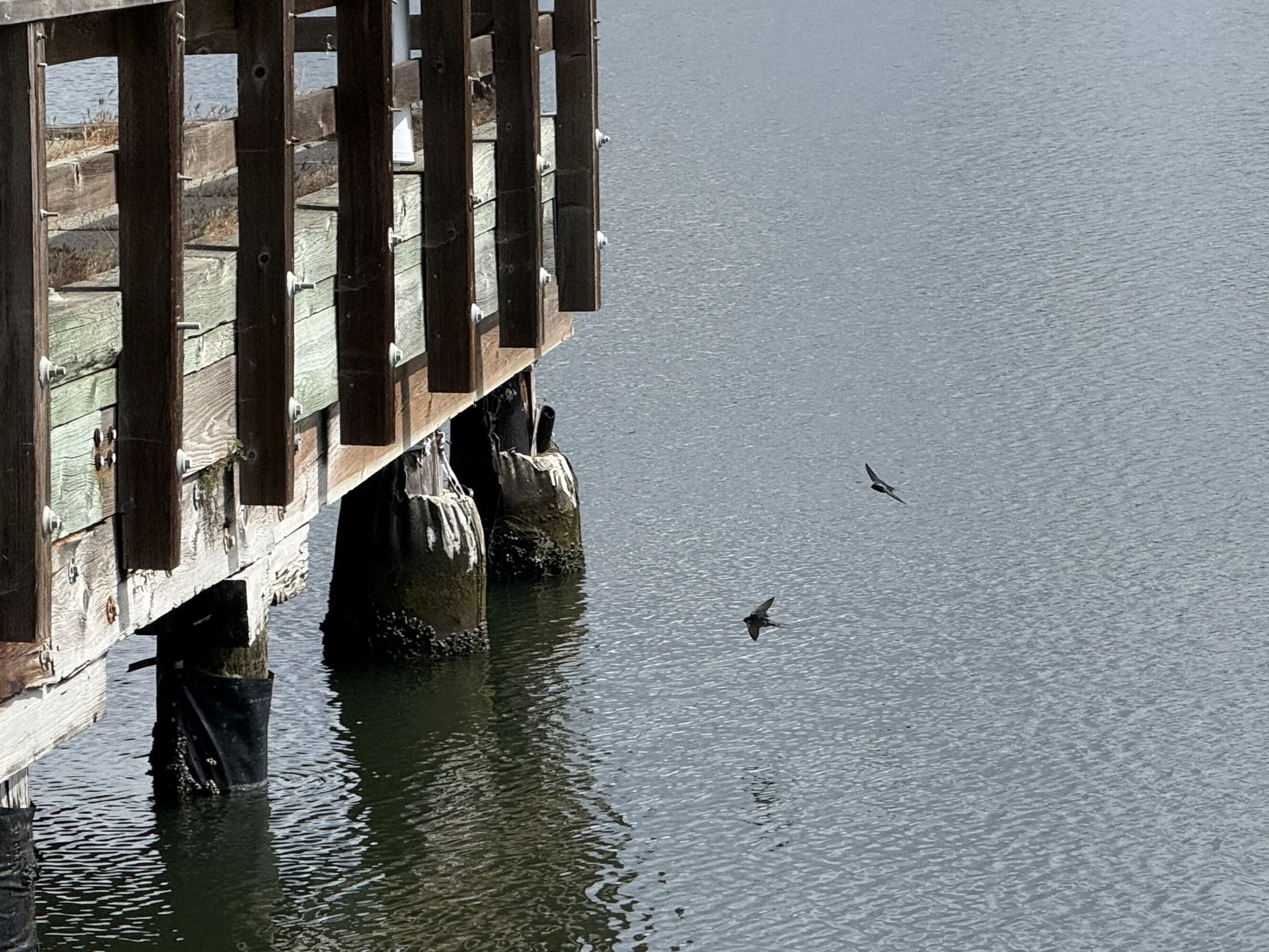 Martin Luther King Jr. Regional Shoreline