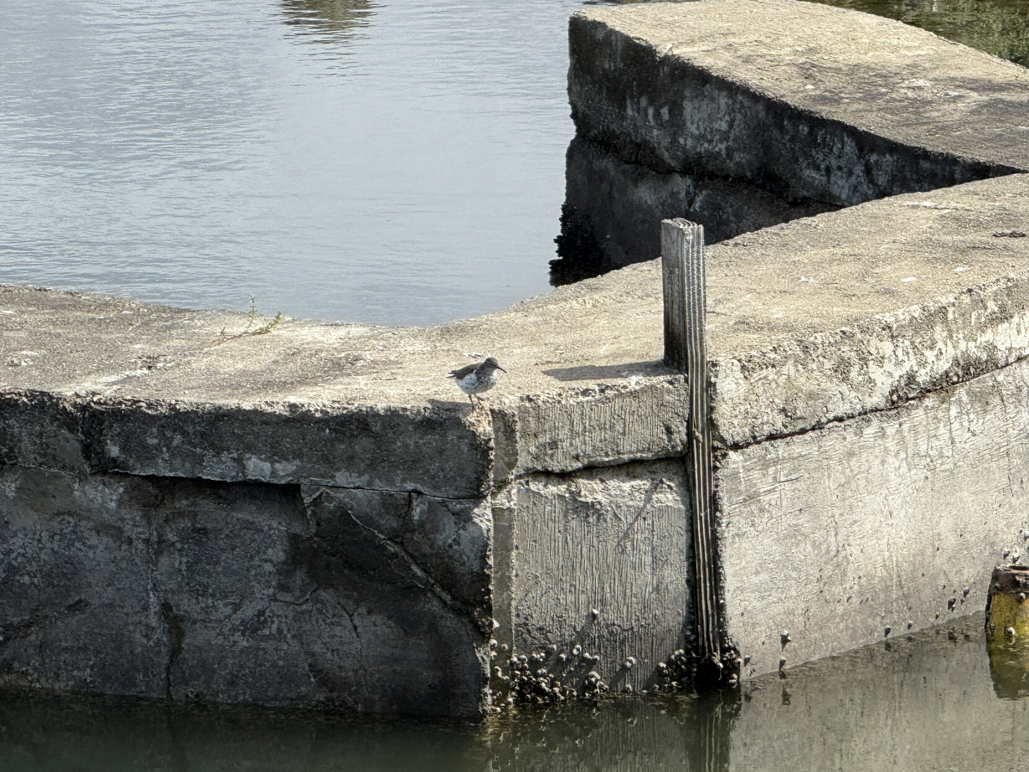 Martin Luther King Jr. Regional Shoreline