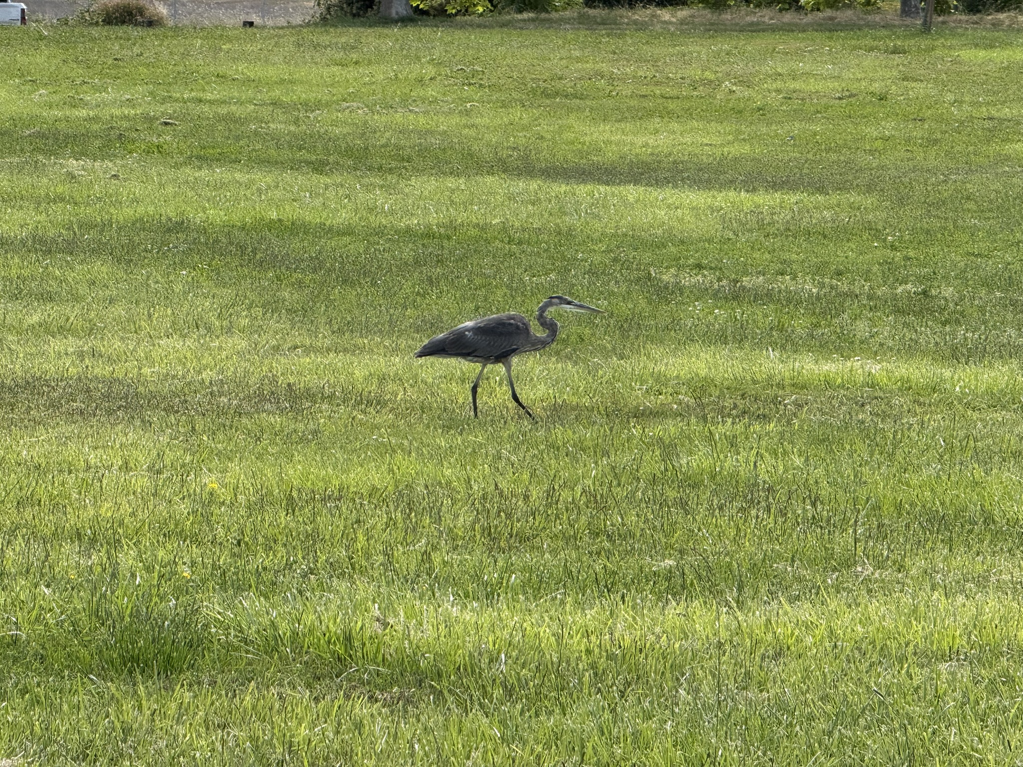 Martin Luther King Jr. Regional Shoreline