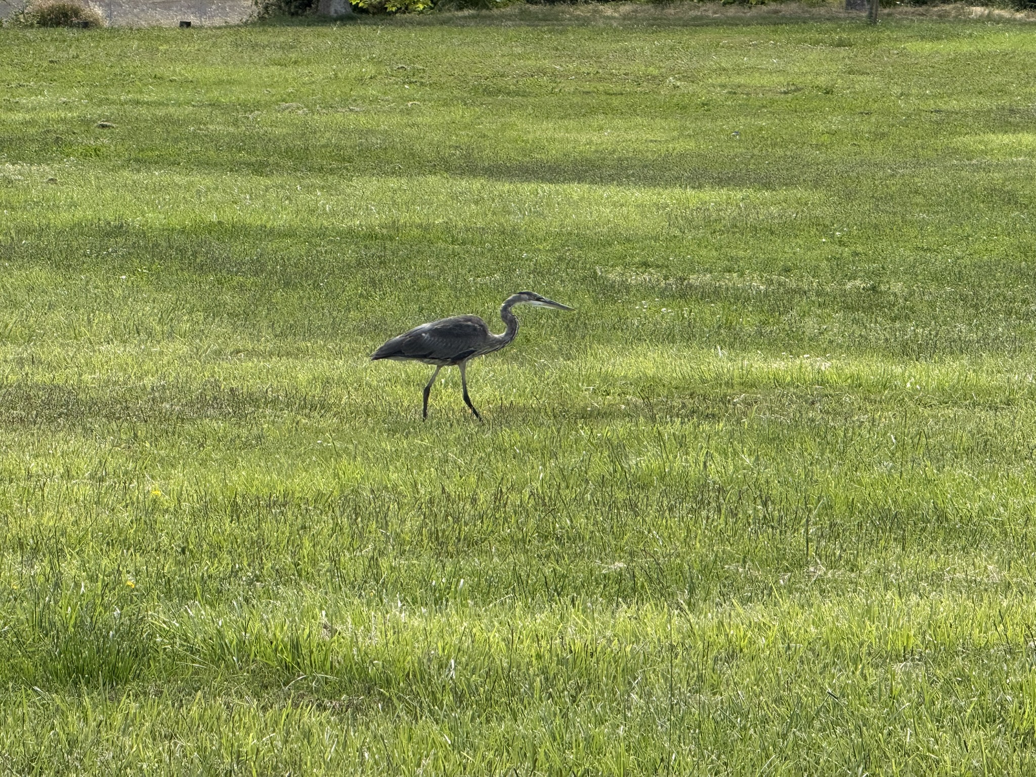 Martin Luther King Jr. Regional Shoreline