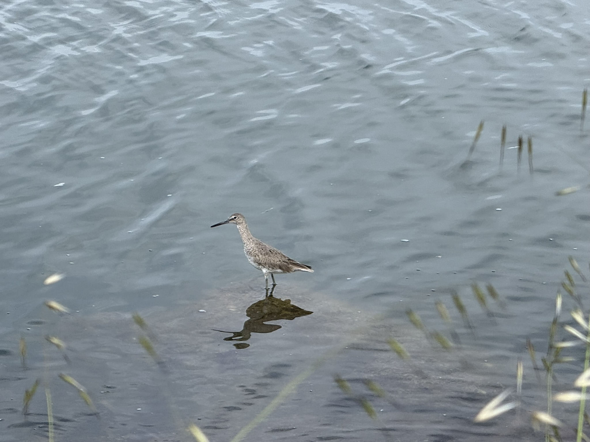 Martin Luther King Jr. Regional Shoreline