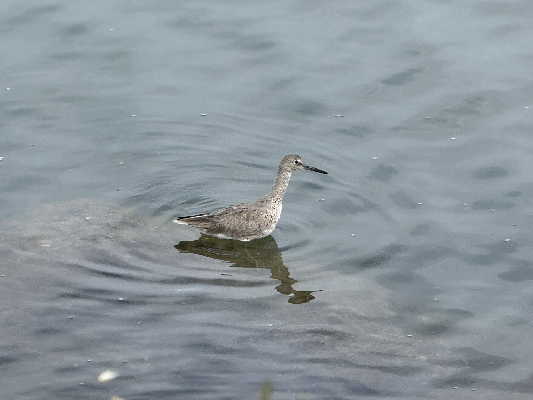 Martin Luther King Jr. Regional Shoreline