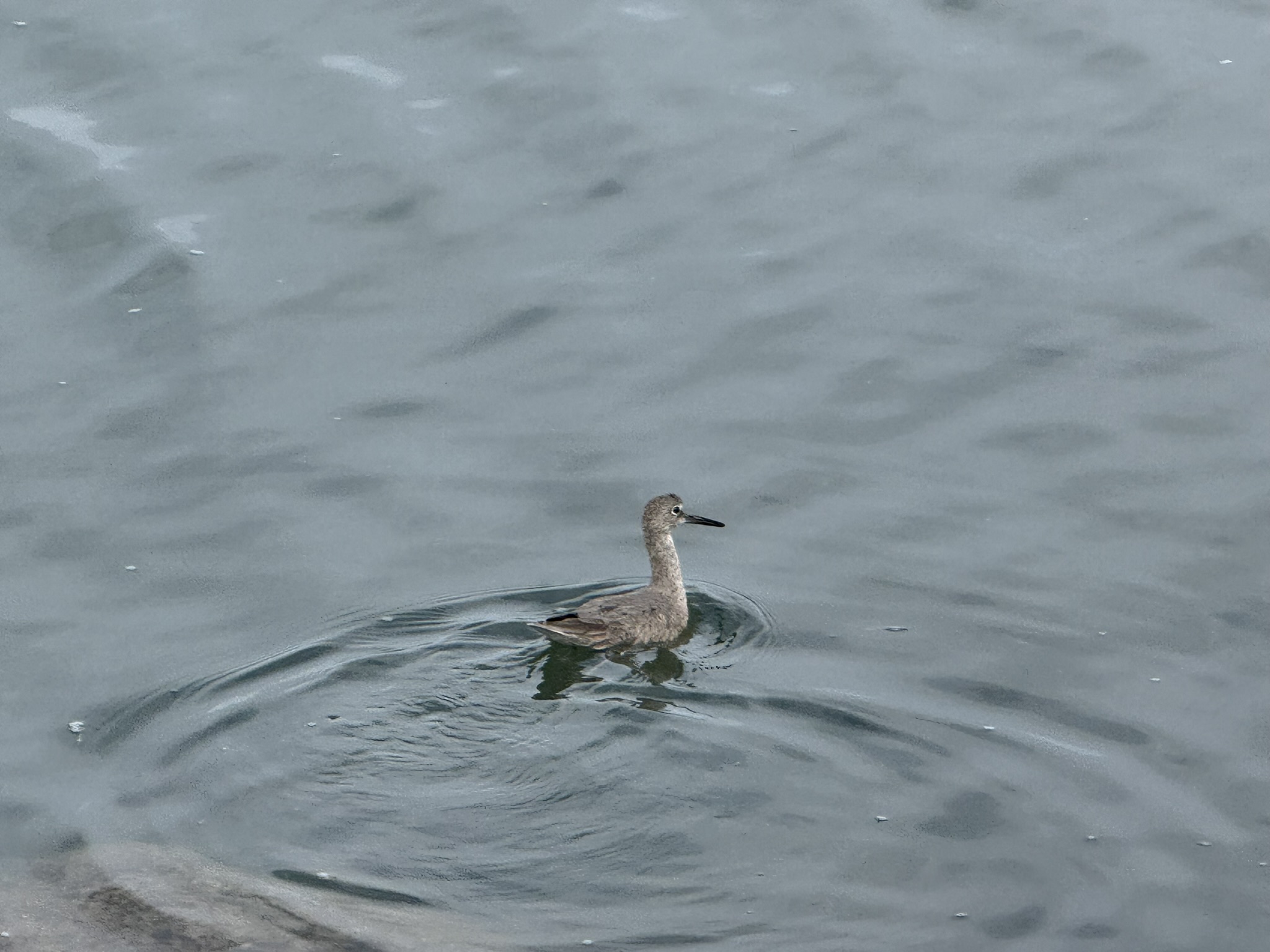 Martin Luther King Jr. Regional Shoreline