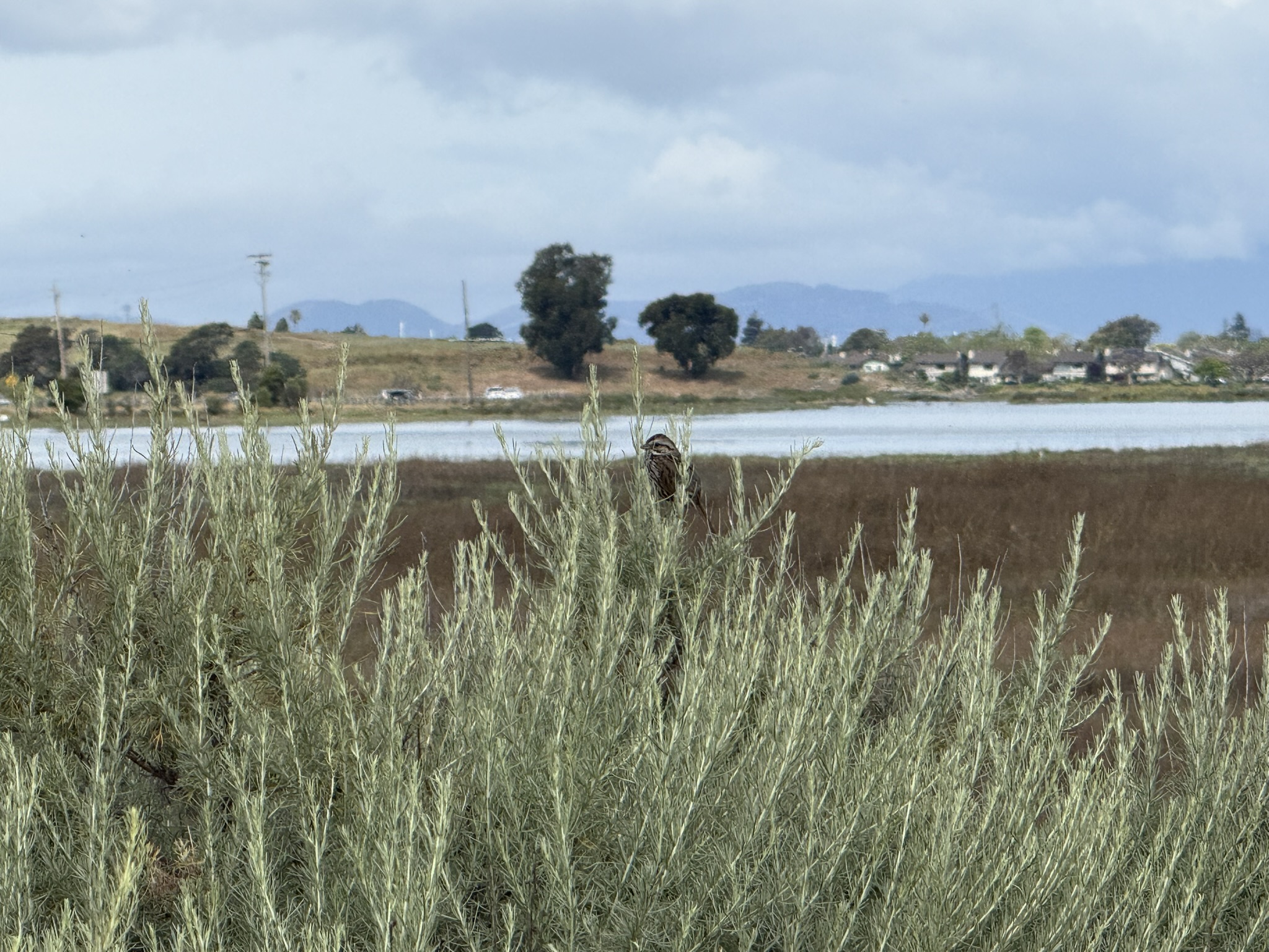 Martin Luther King Jr. Regional Shoreline