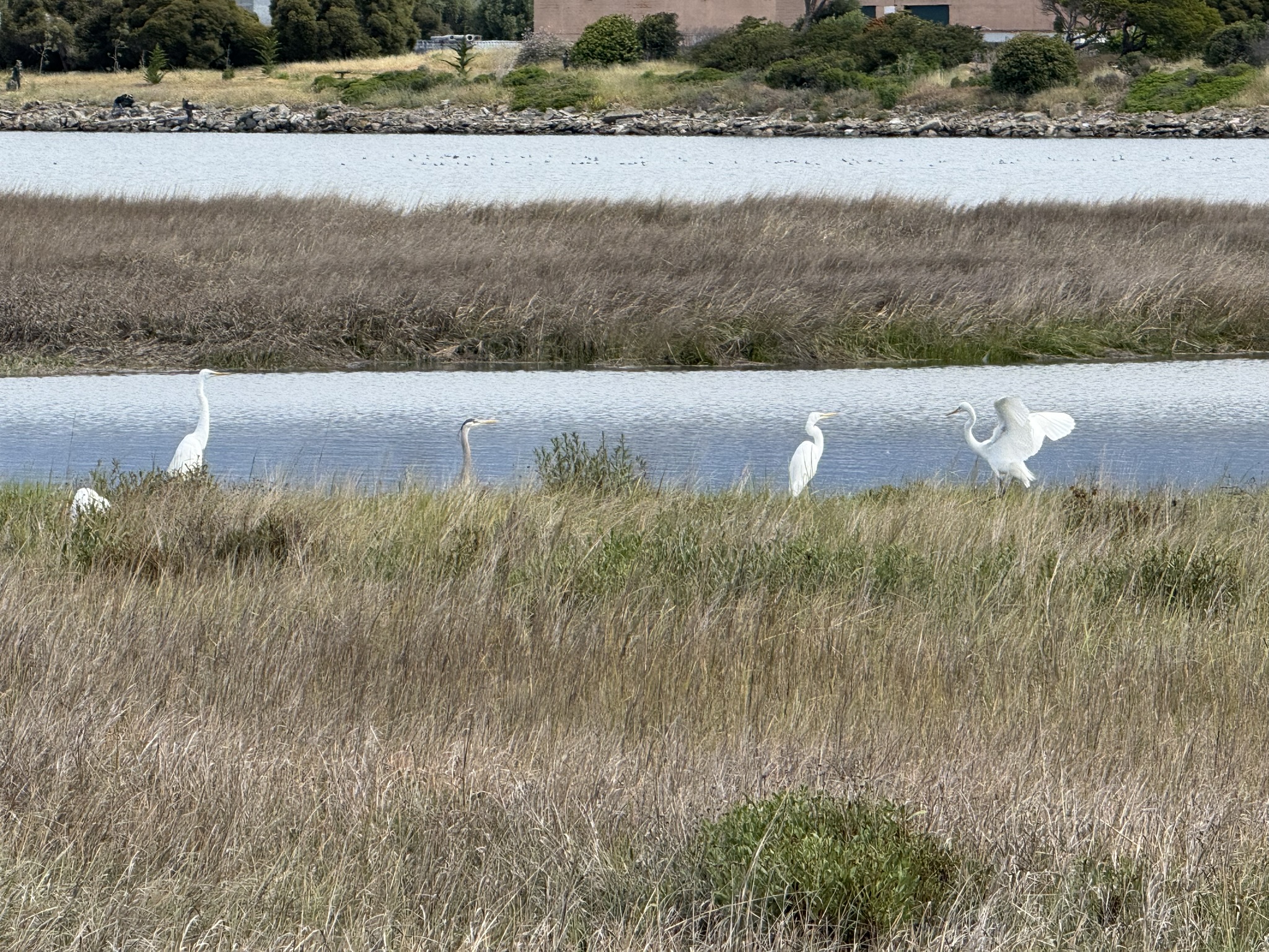 Martin Luther King Jr. Regional Shoreline