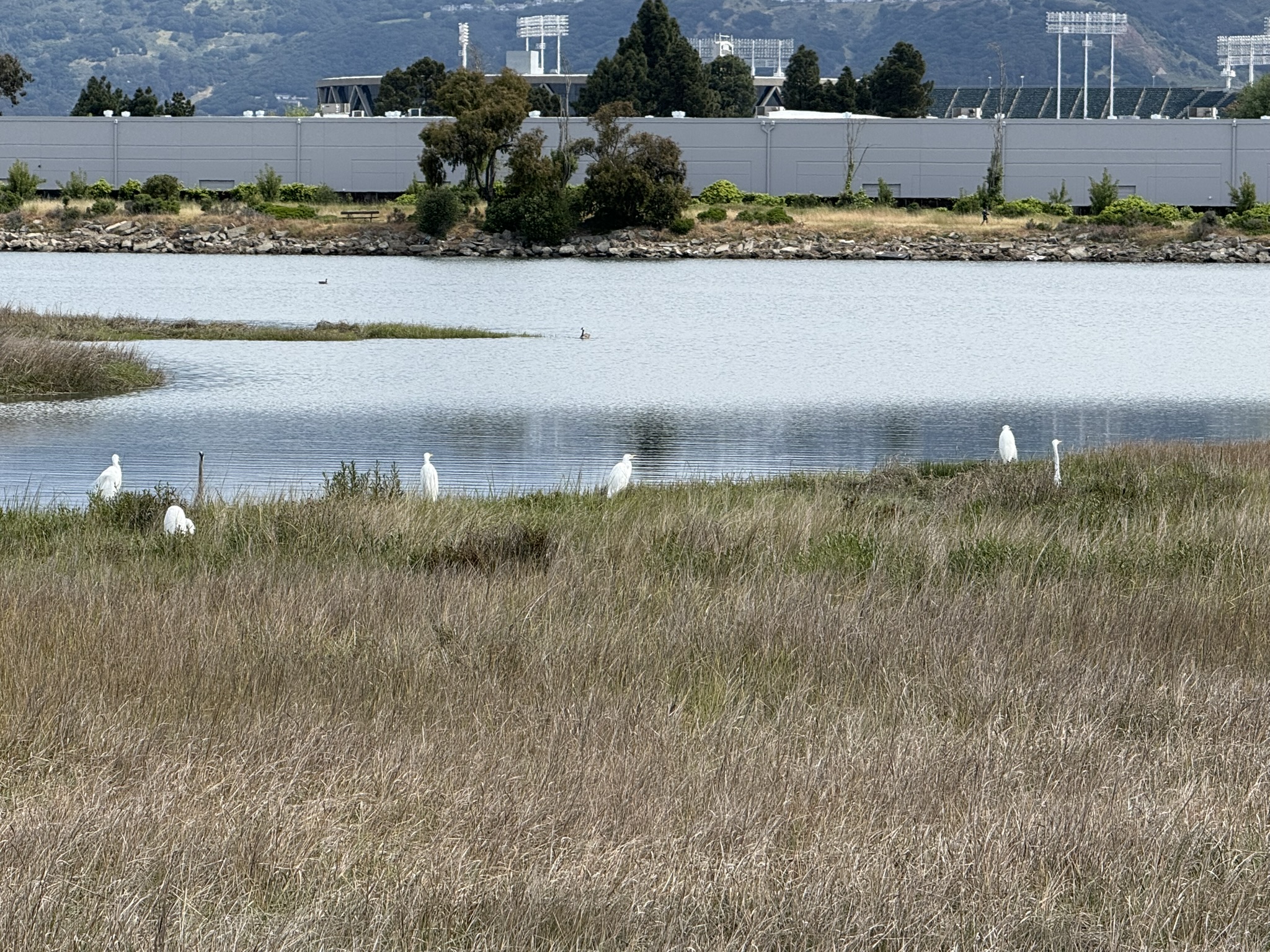 Martin Luther King Jr. Regional Shoreline