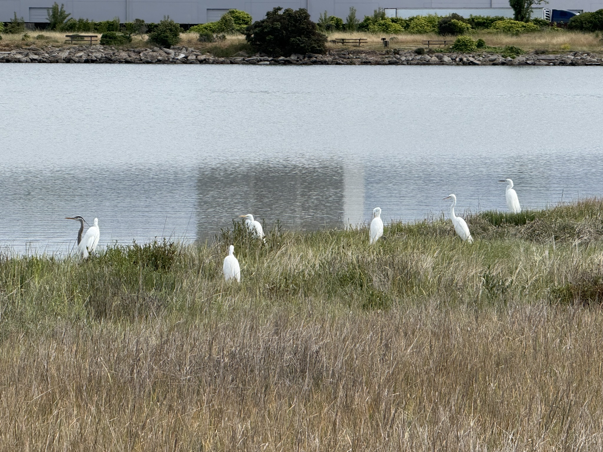 Martin Luther King Jr. Regional Shoreline