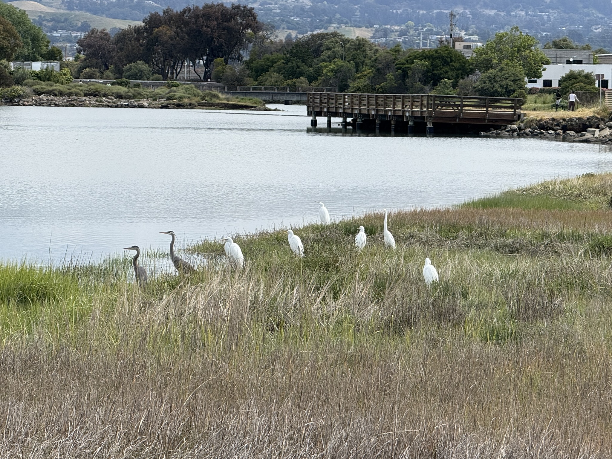 Martin Luther King Jr. Regional Shoreline