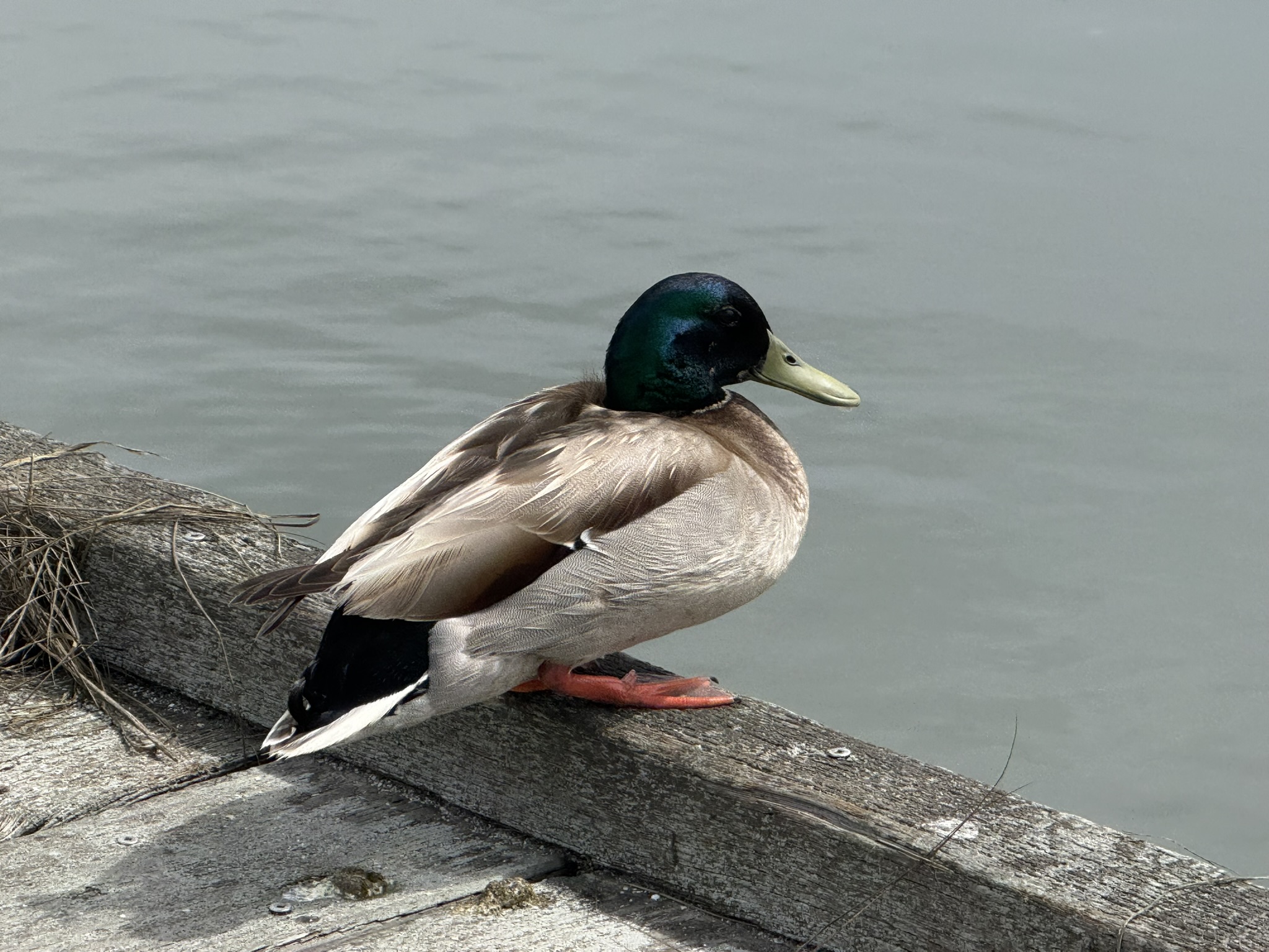 Martin Luther King Jr. Regional Shoreline