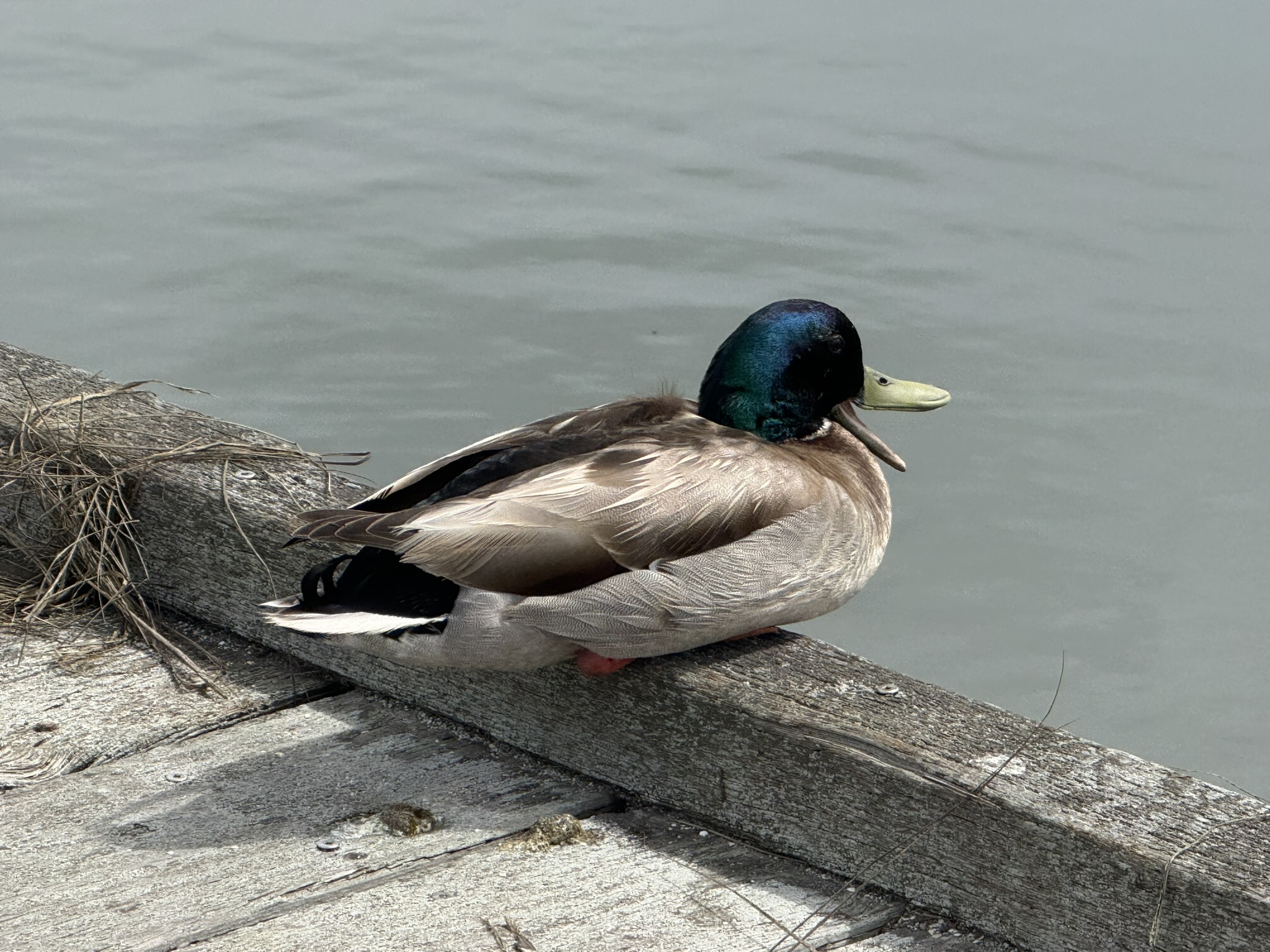 Martin Luther King Jr. Regional Shoreline