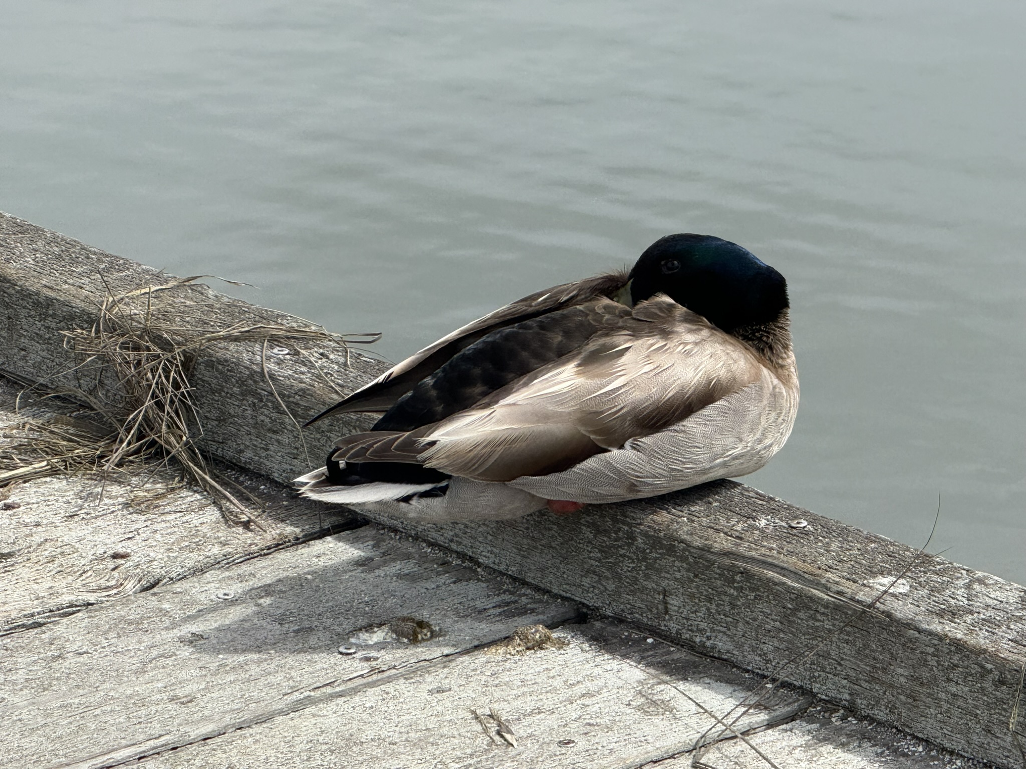 Martin Luther King Jr. Regional Shoreline