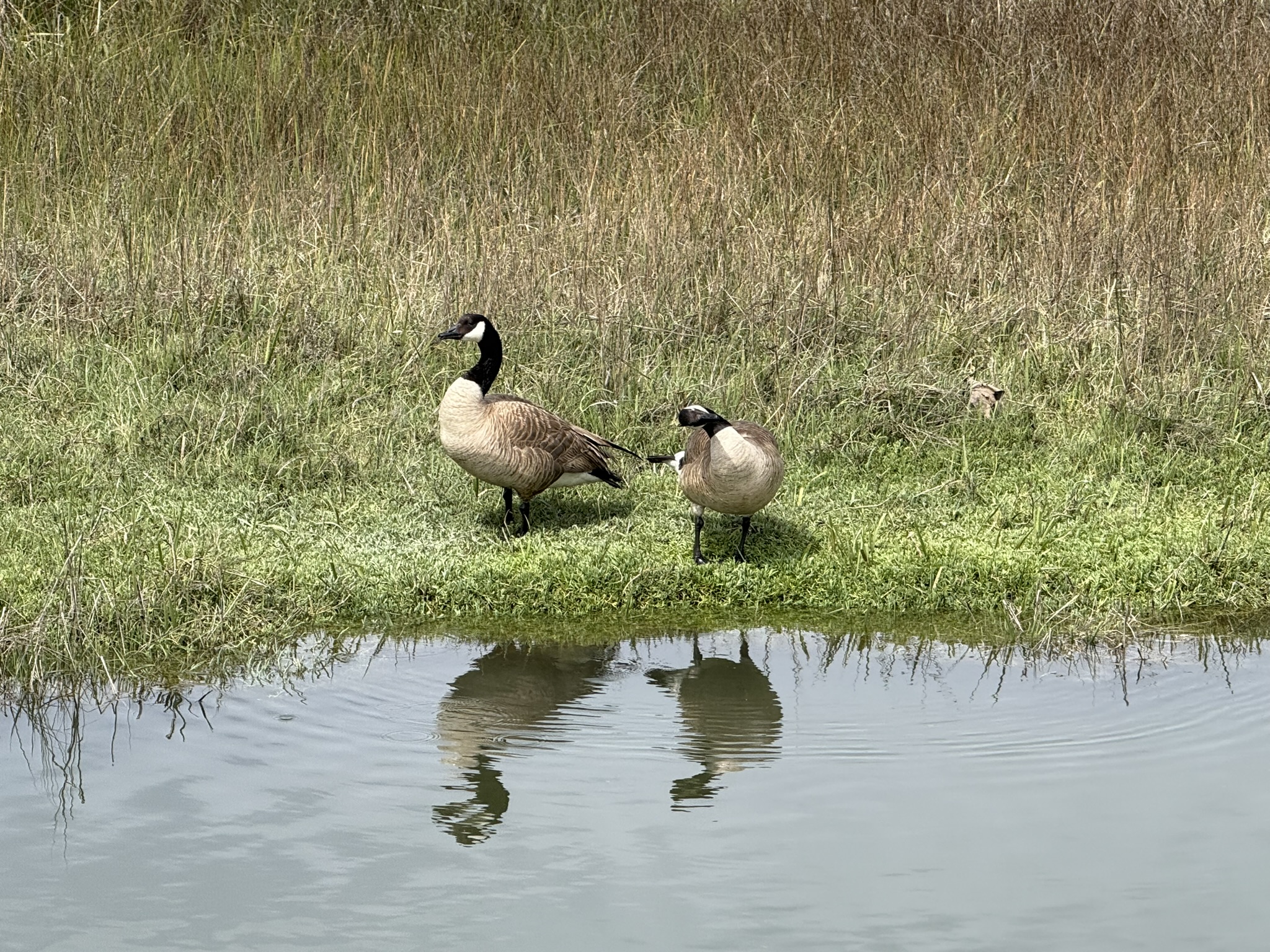 Martin Luther King Jr. Regional Shoreline