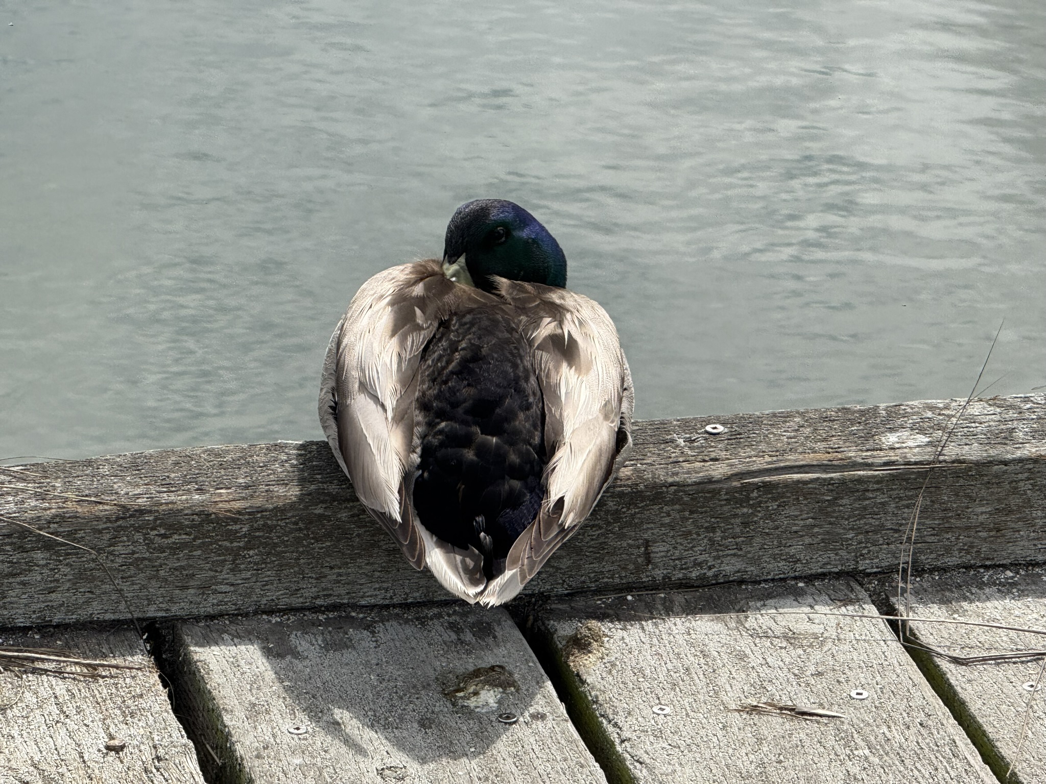 Martin Luther King Jr. Regional Shoreline