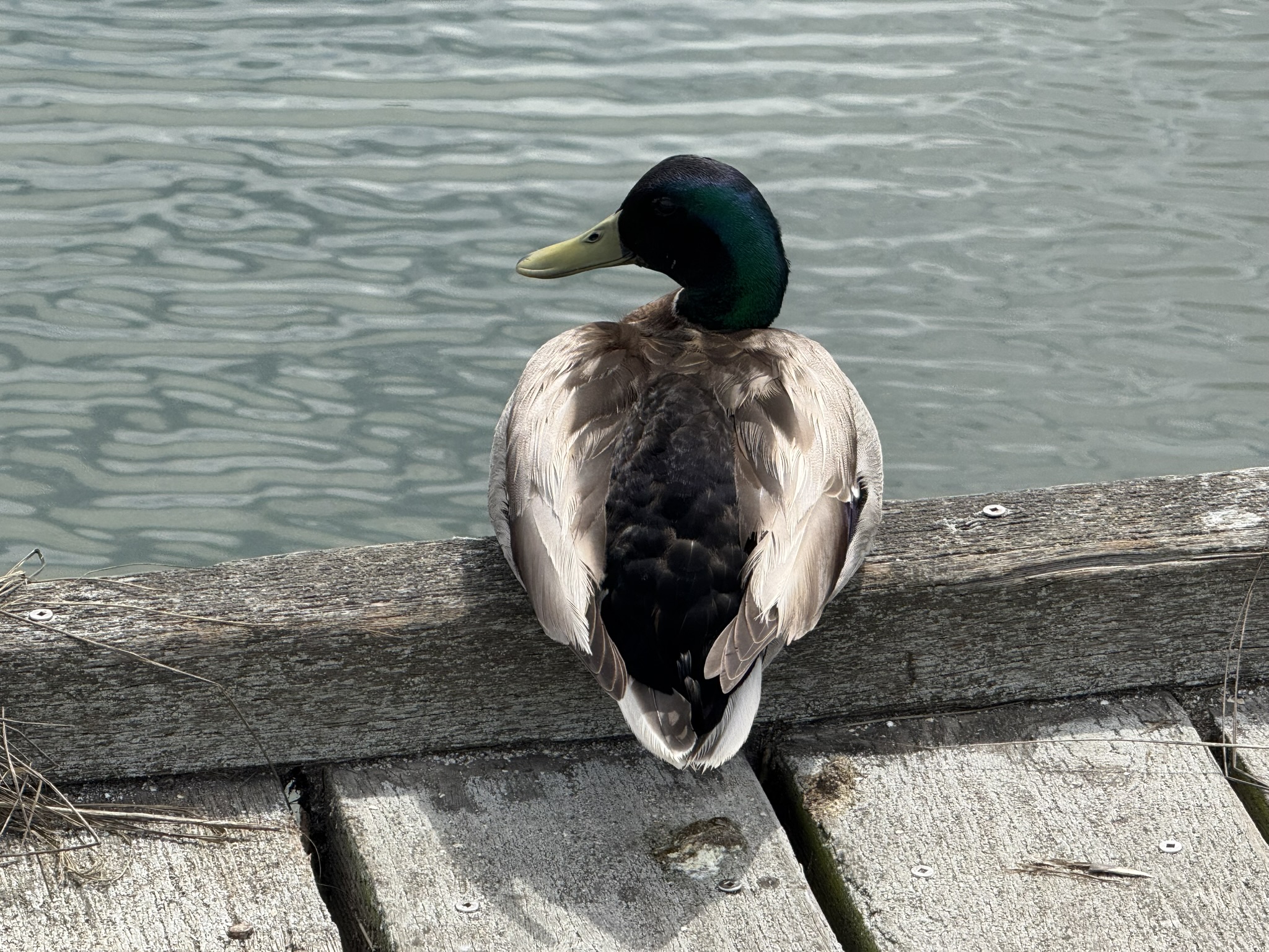 Martin Luther King Jr. Regional Shoreline
