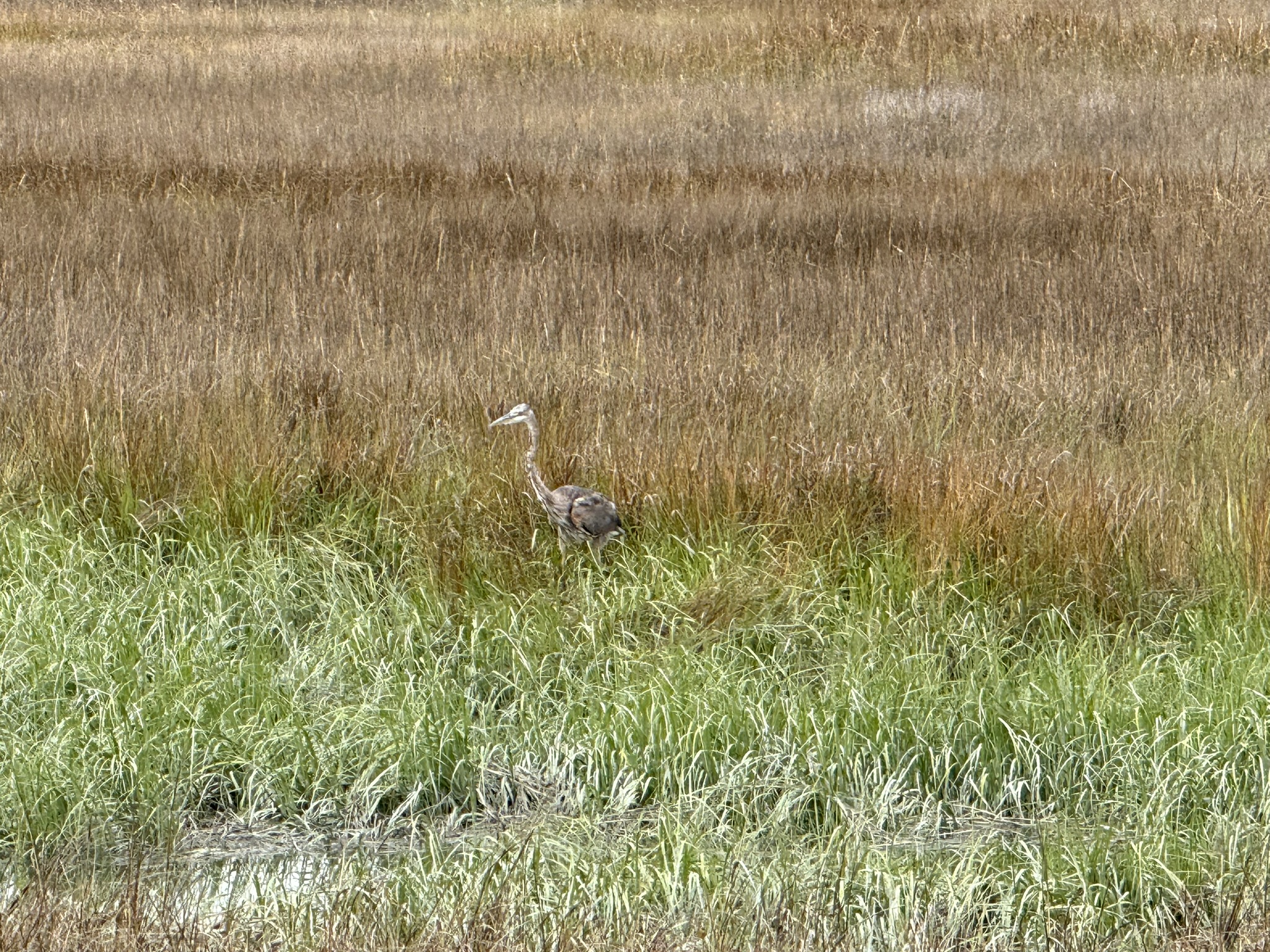 Martin Luther King Jr. Regional Shoreline