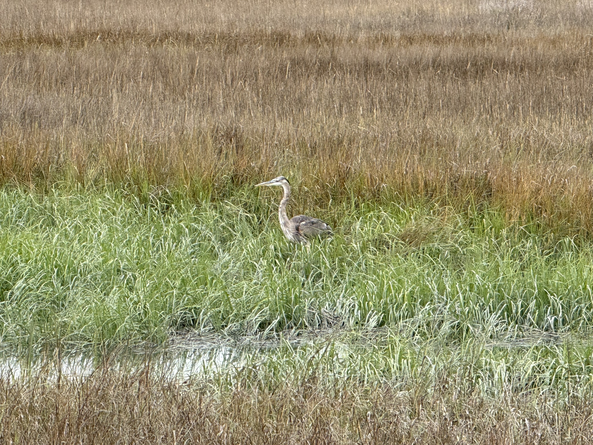 Martin Luther King Jr. Regional Shoreline