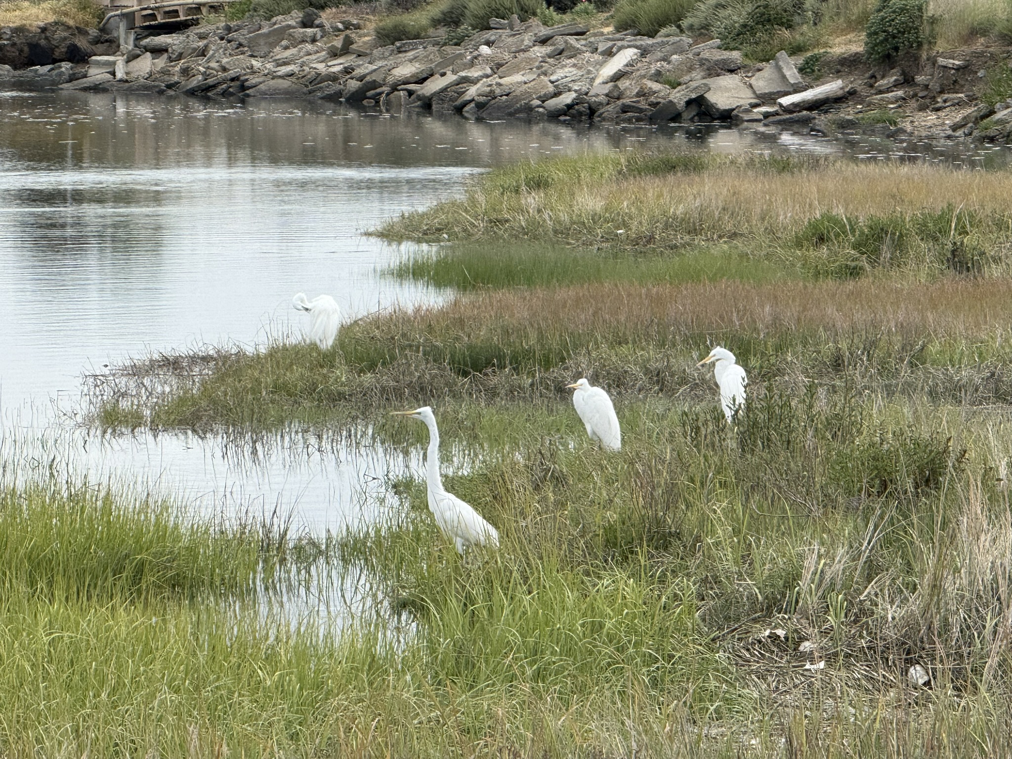 Martin Luther King Jr. Regional Shoreline