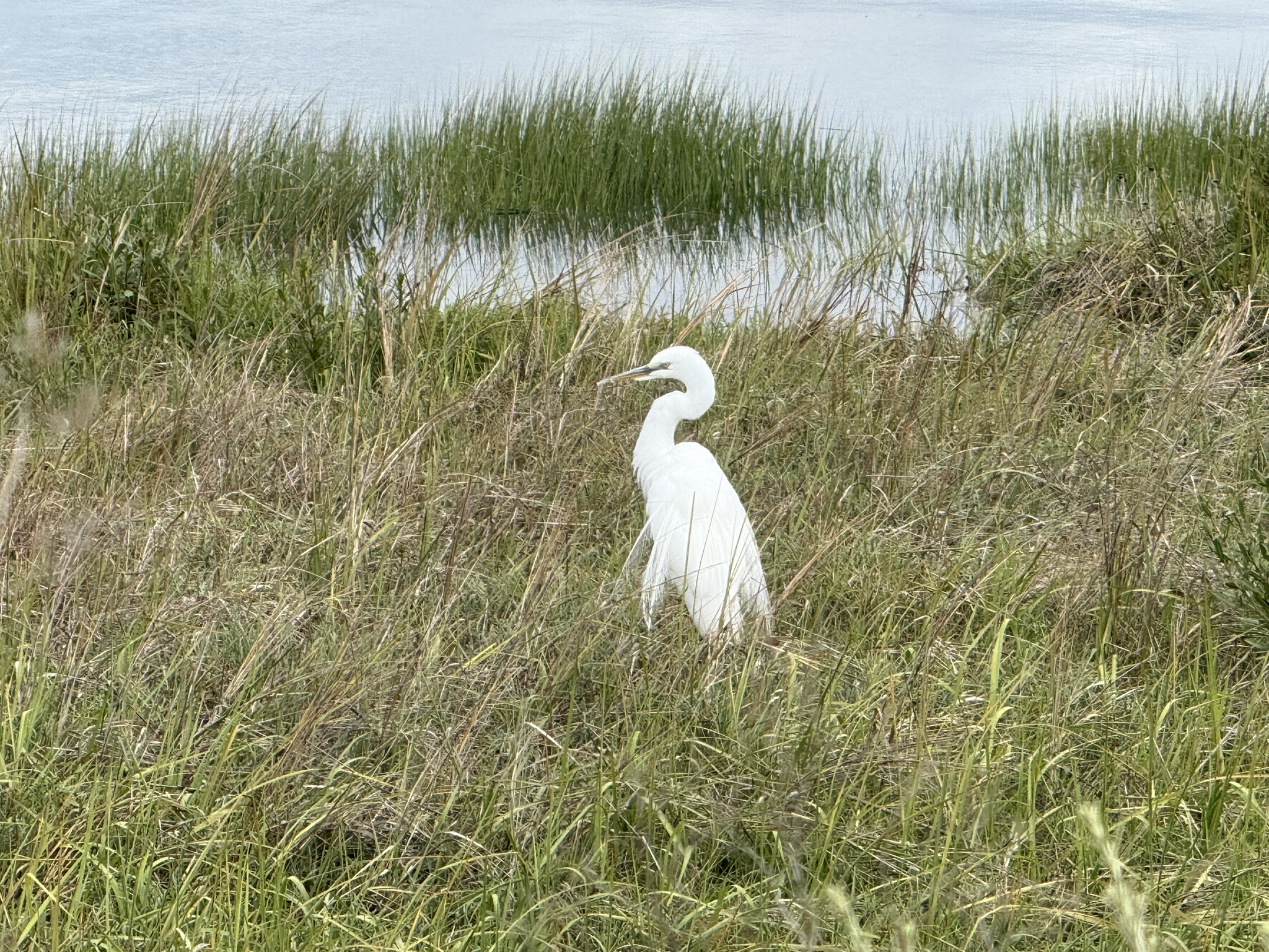 Martin Luther King Jr. Regional Shoreline
