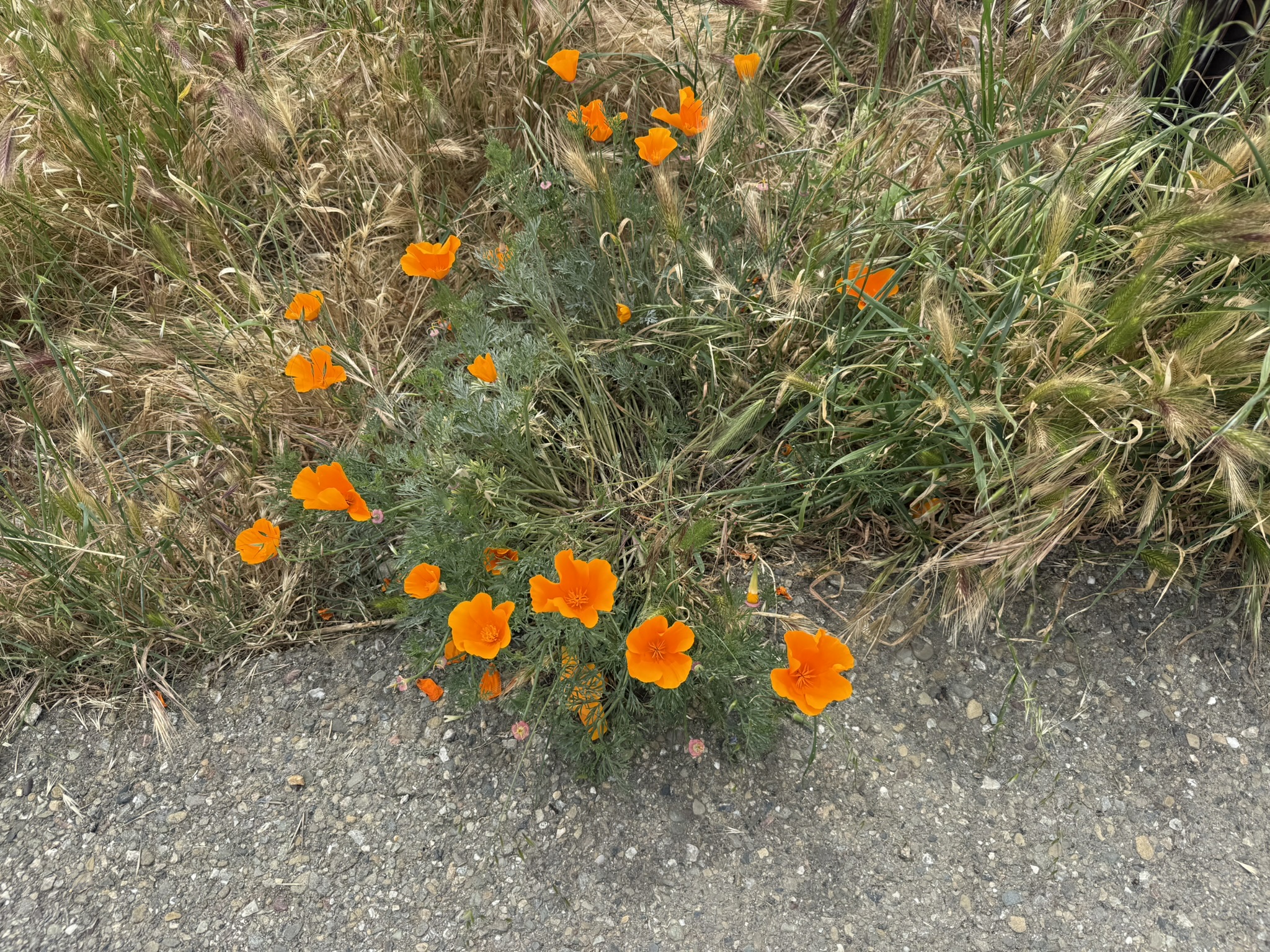 Martin Luther King Jr. Regional Shoreline