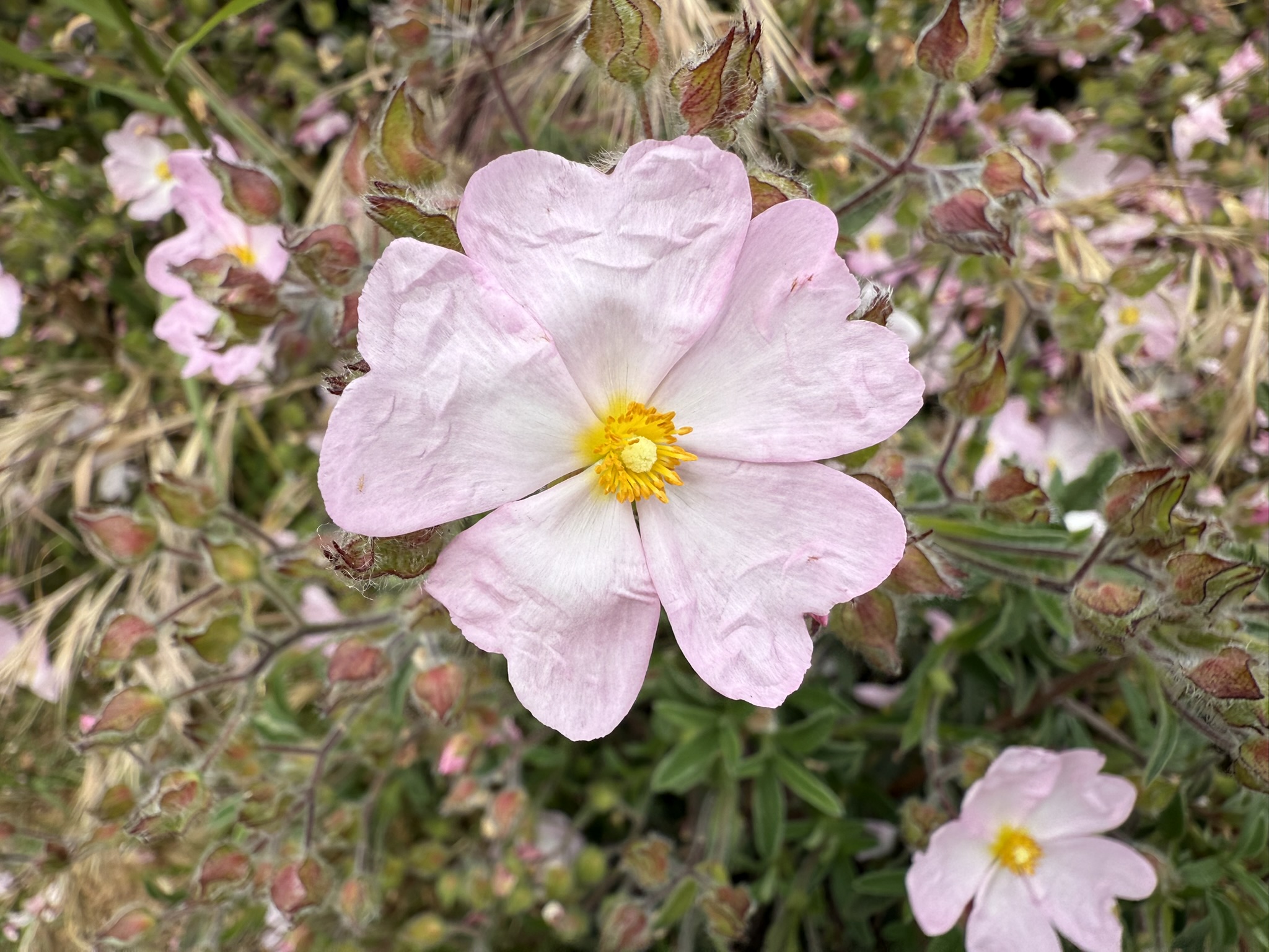 Martin Luther King Jr. Regional Shoreline