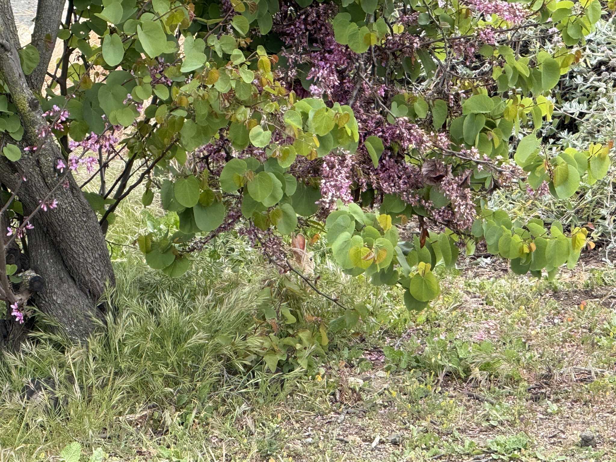 Martin Luther King Jr. Regional Shoreline