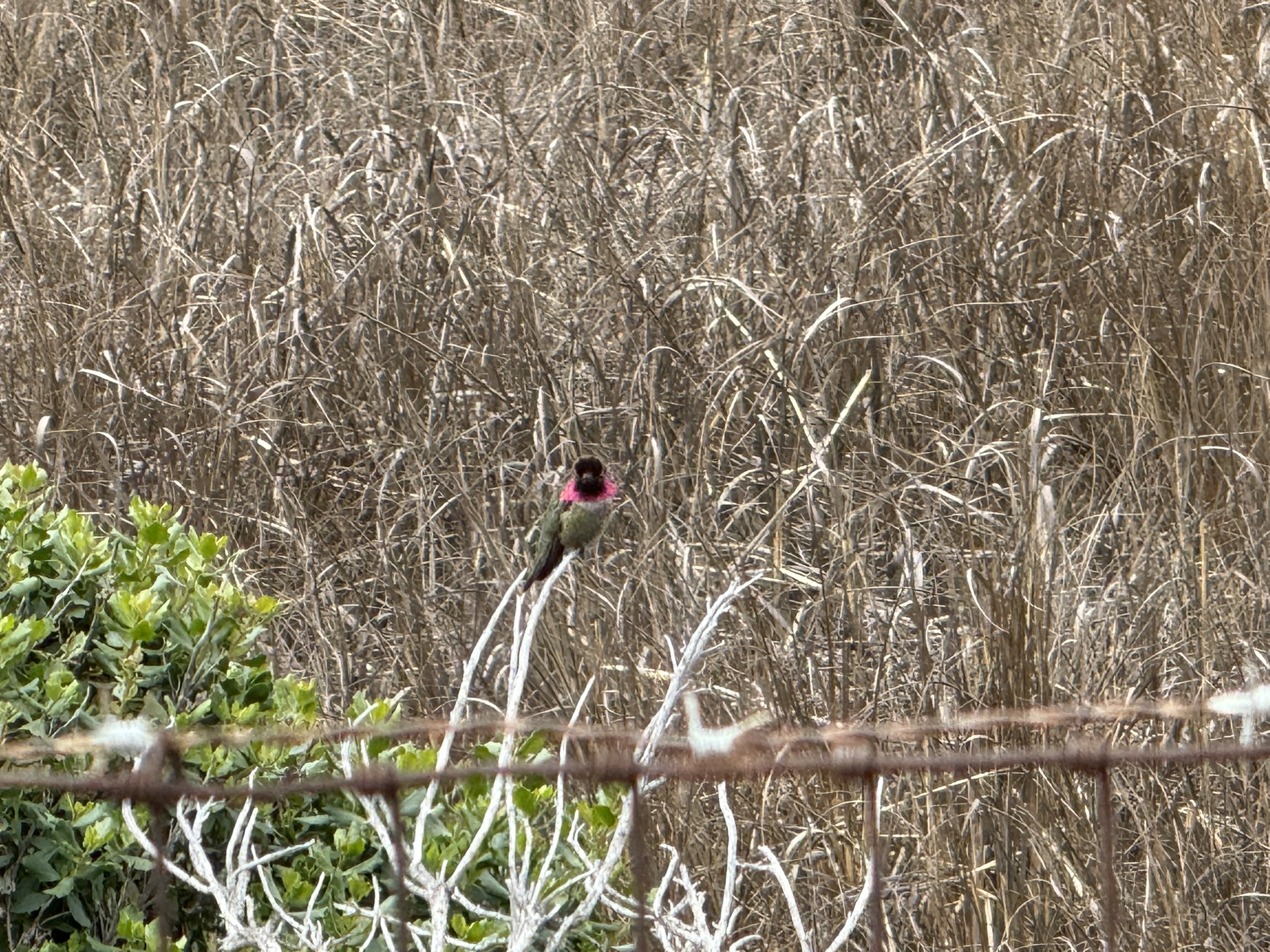 Martin Luther King Jr. Regional Shoreline